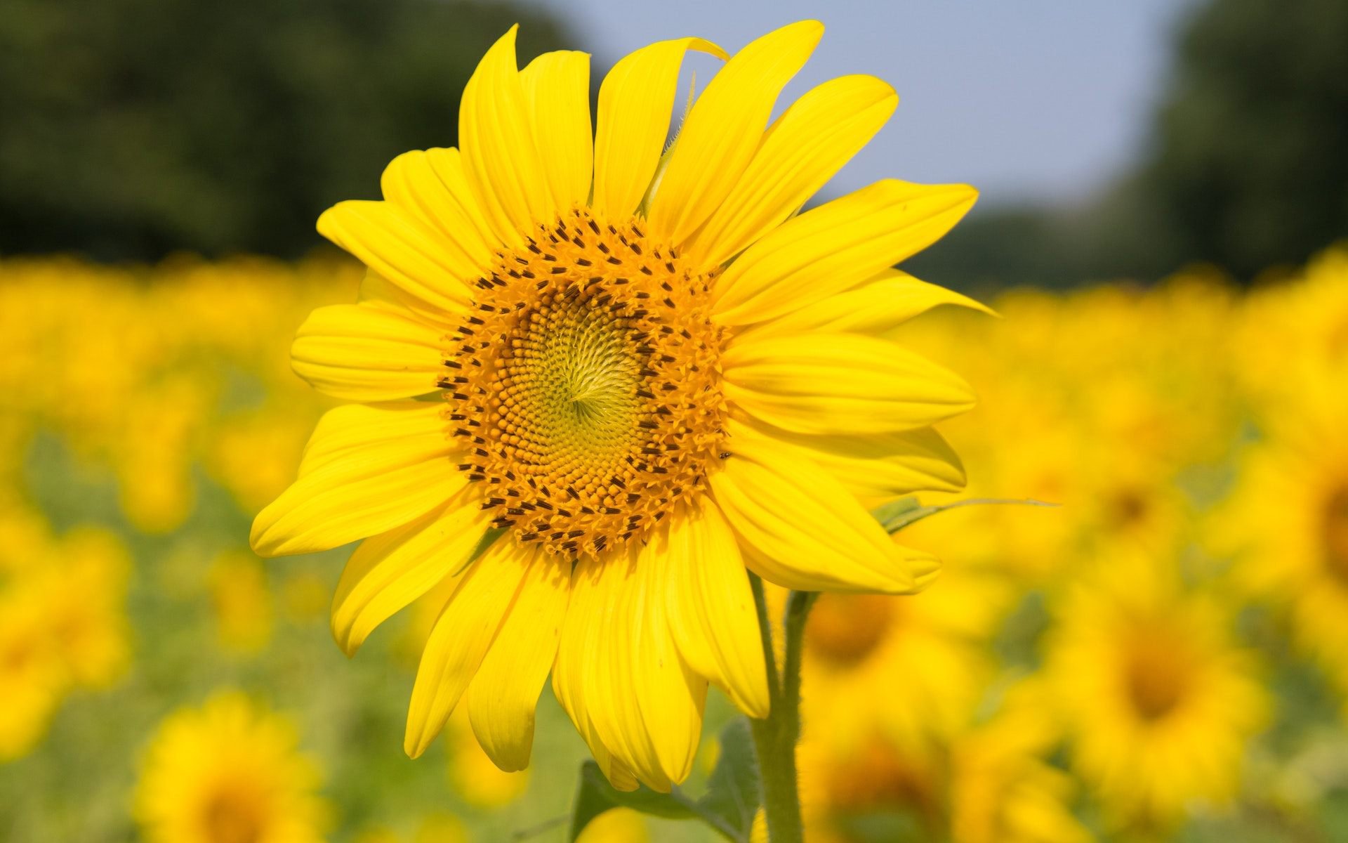 鸟语花香,向日葵,太阳,花朵