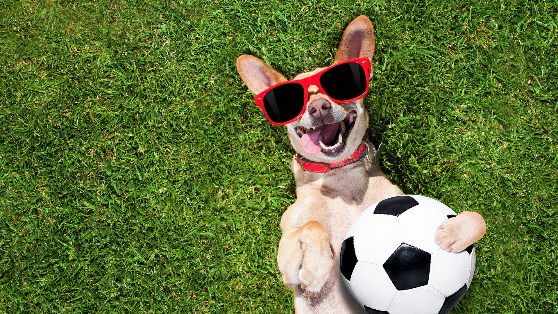 萌宠动物,汪星人