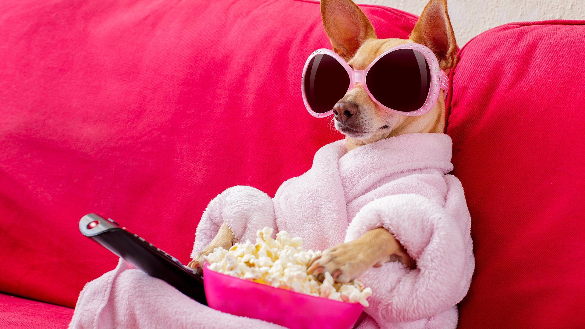 萌宠动物,汪星人