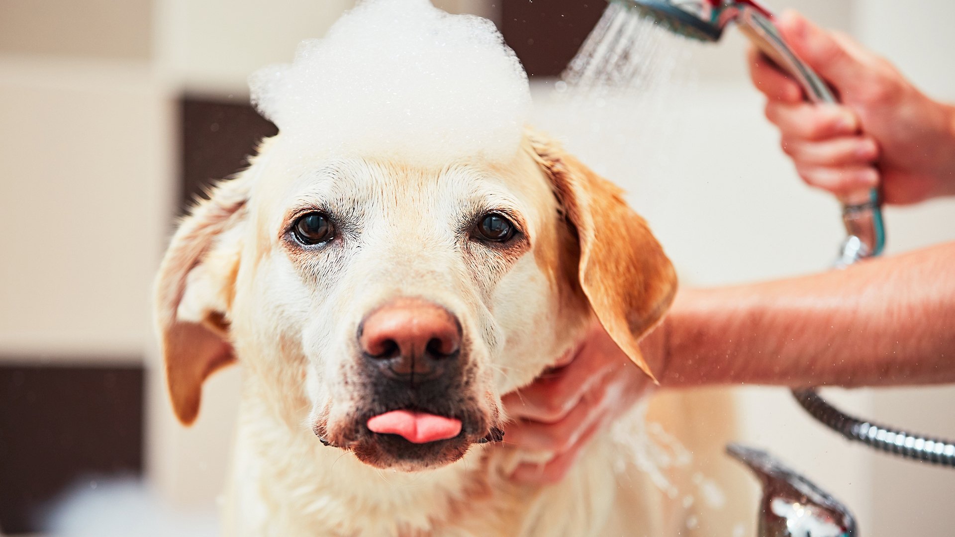 萌宠动物,汪星人