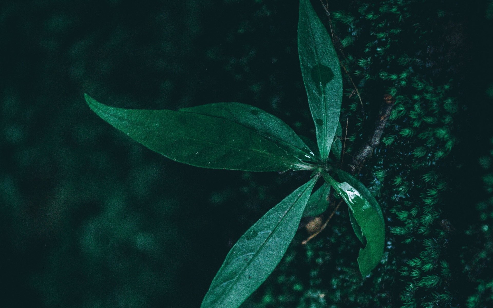 小清新,护眼壁纸,绿叶