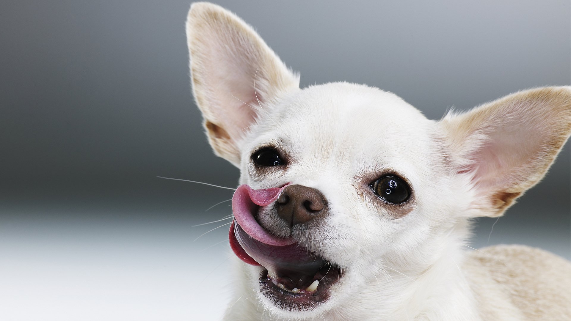 萌宠动物,汪星人