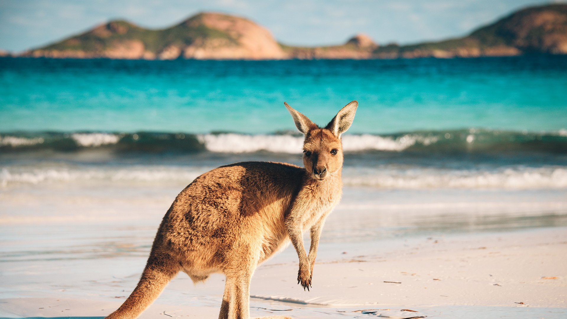 萌宠动物,野生动物,袋鼠