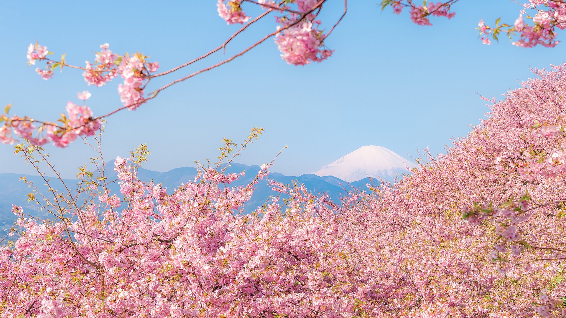 风景大片,春意盎然,桃花