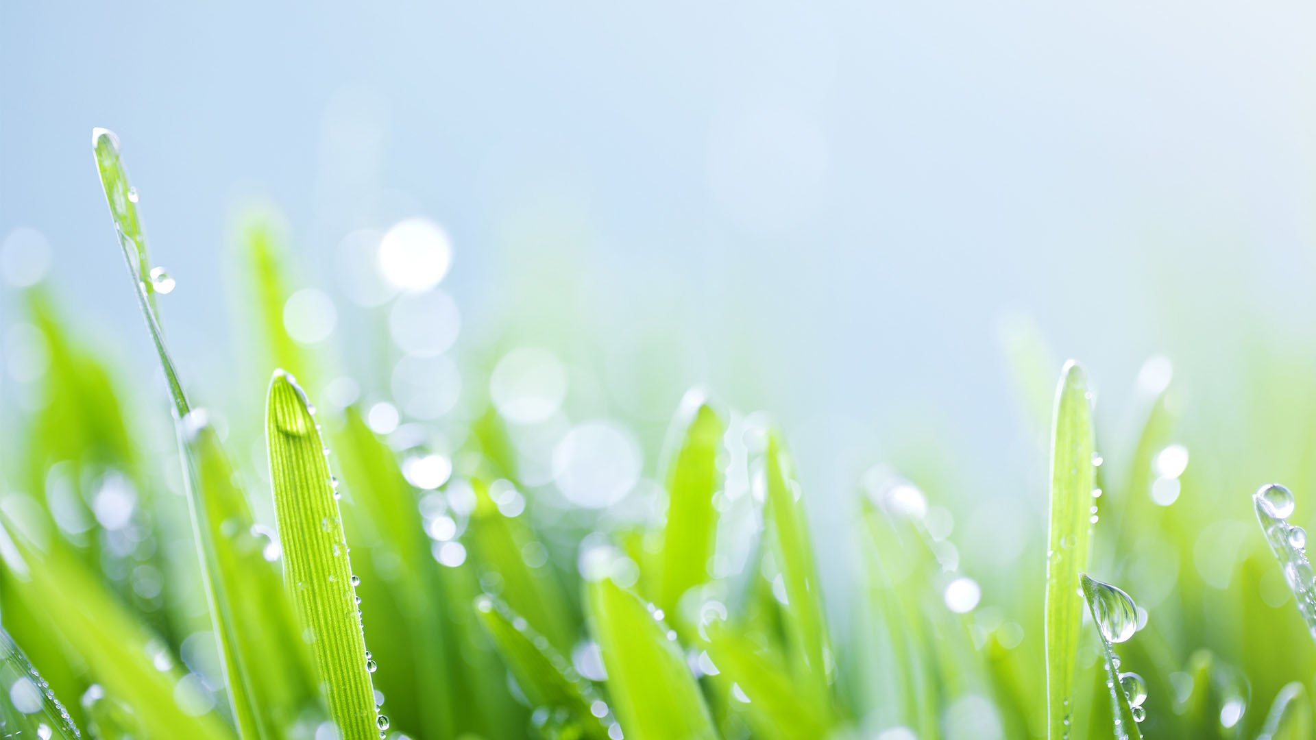 小清新,护眼壁纸,绿色