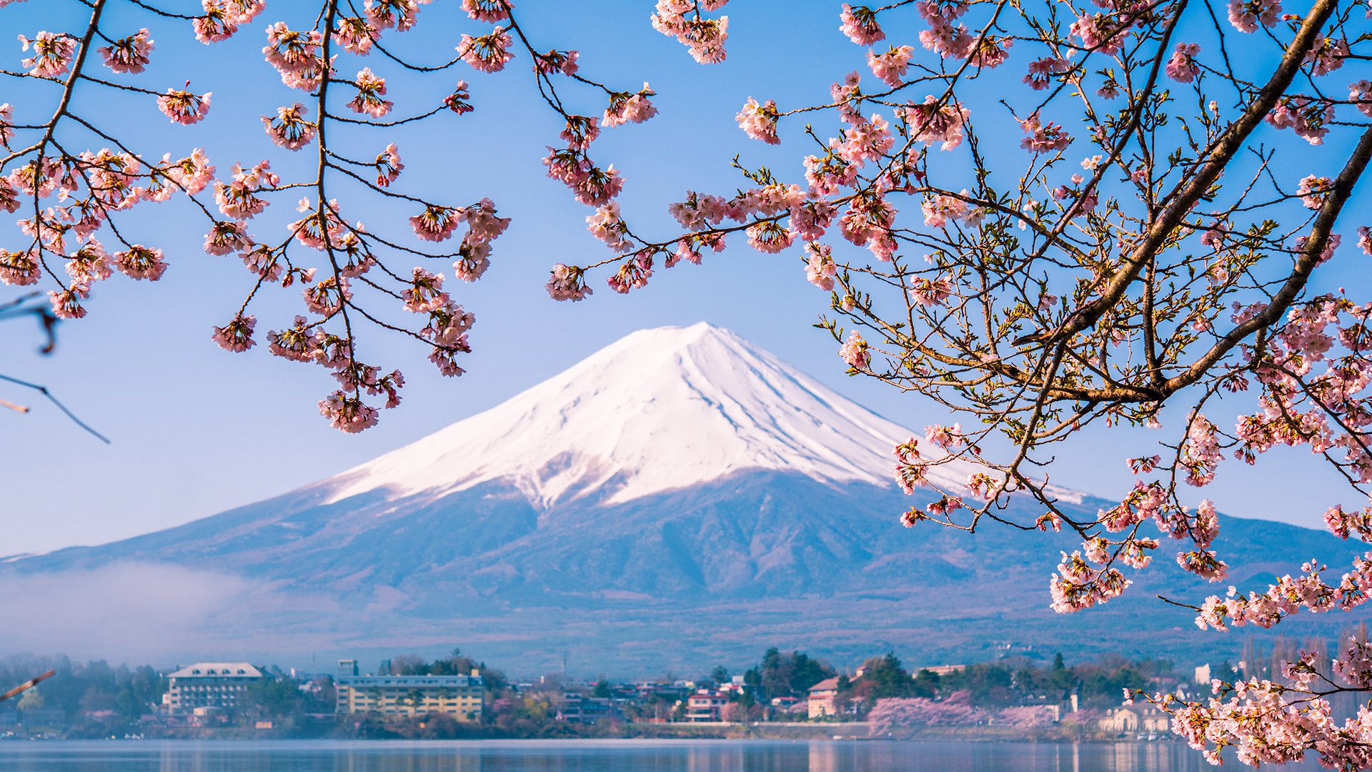 风景大片,自然风光,富士山,樱花