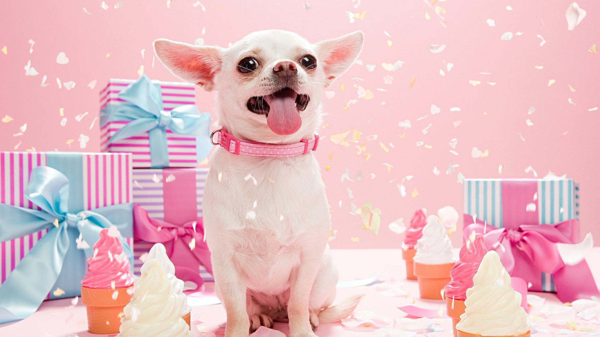 萌宠动物,汪星人