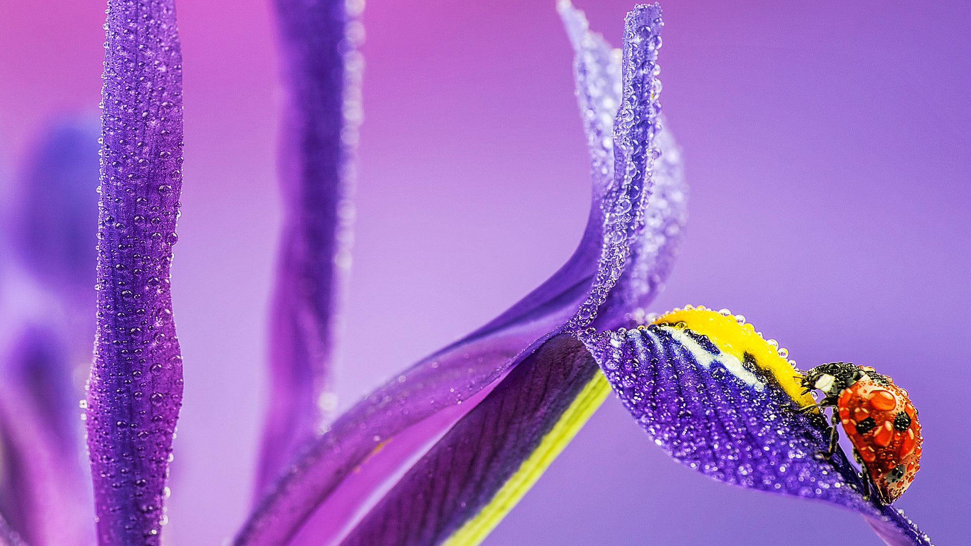 小清新,娇艳欲滴,花