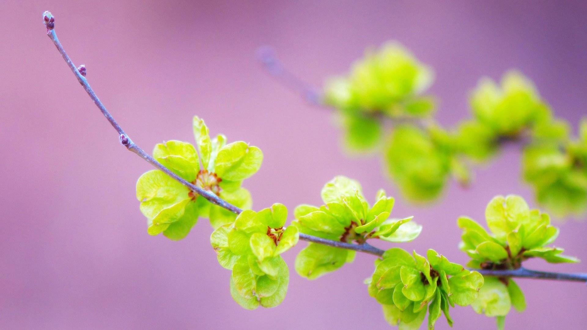 小清新,娇艳欲滴,花