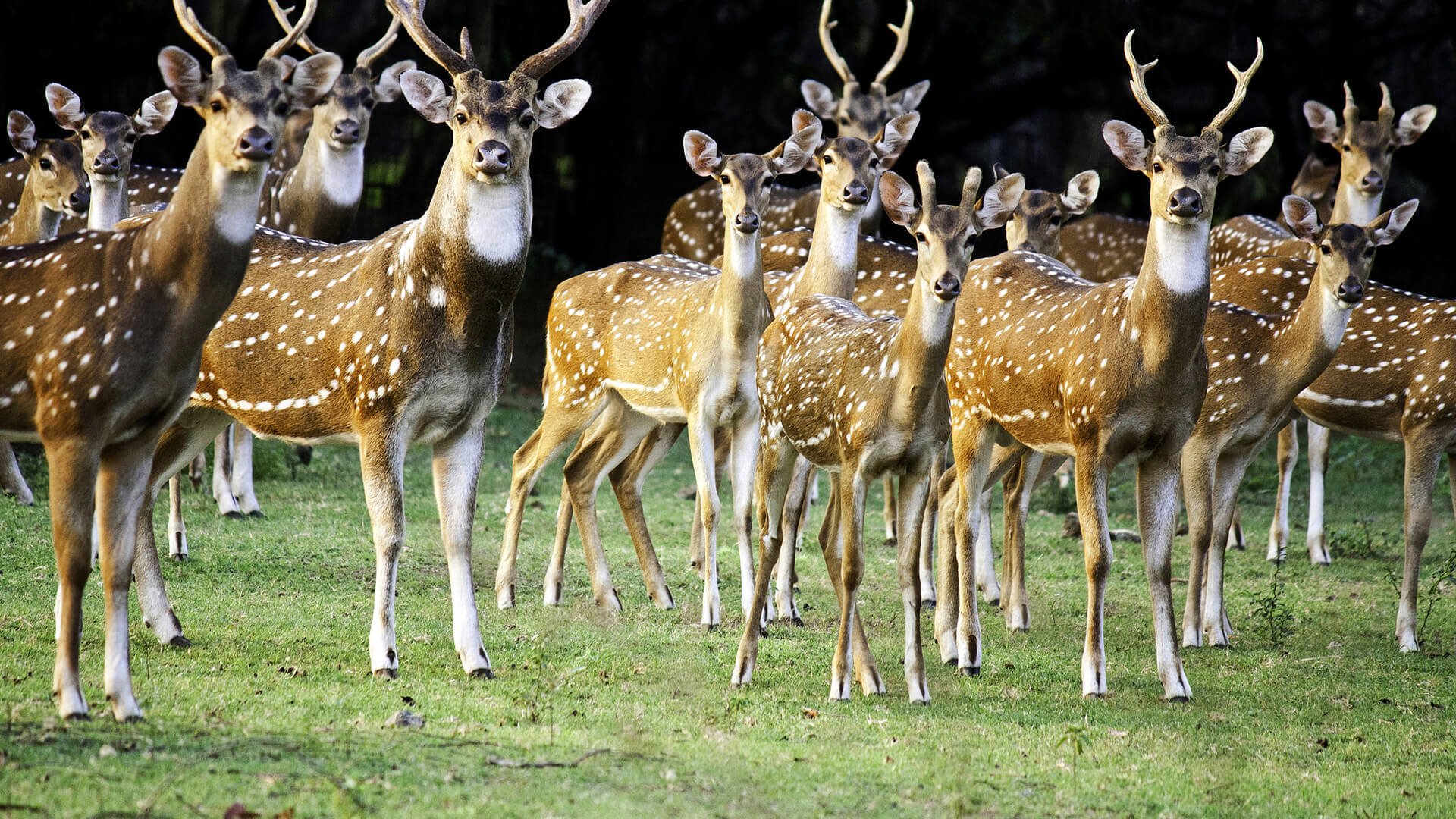 萌宠动物,野生动物,长颈鹿,梅花鹿