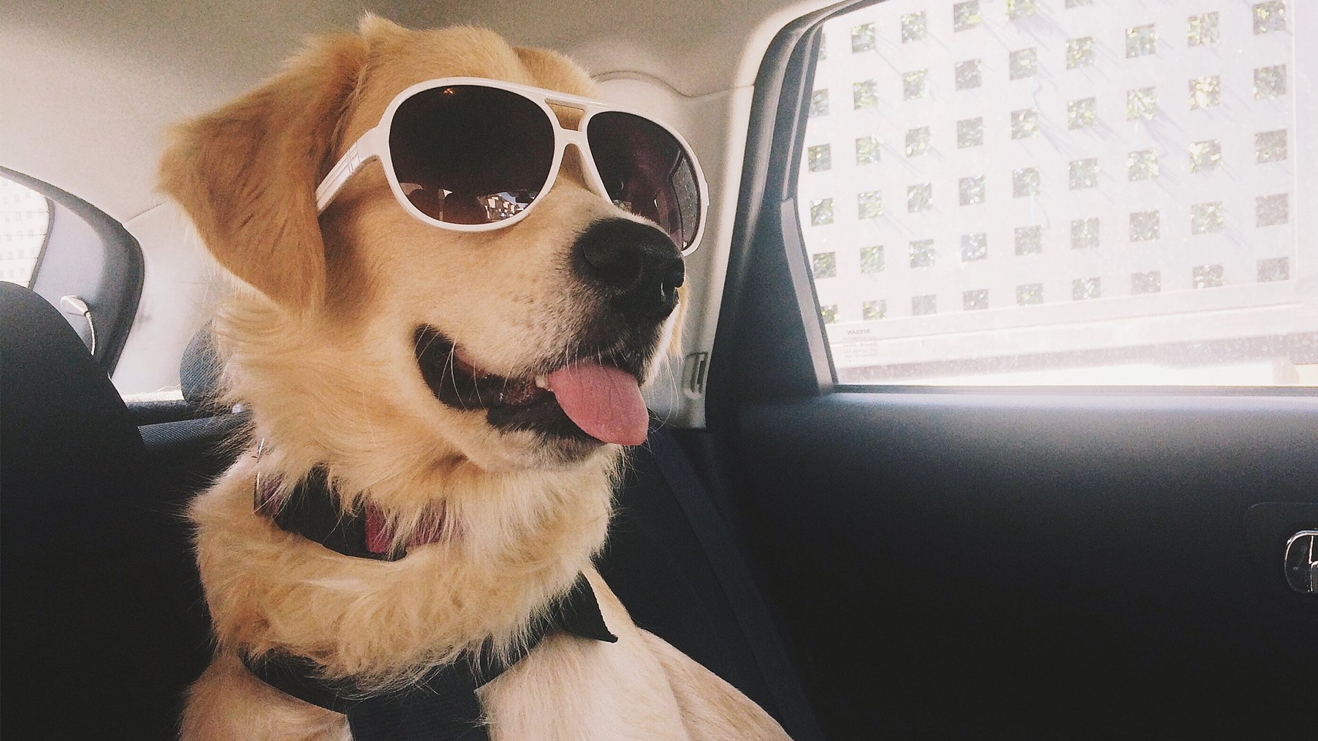 萌宠动物,汪星人