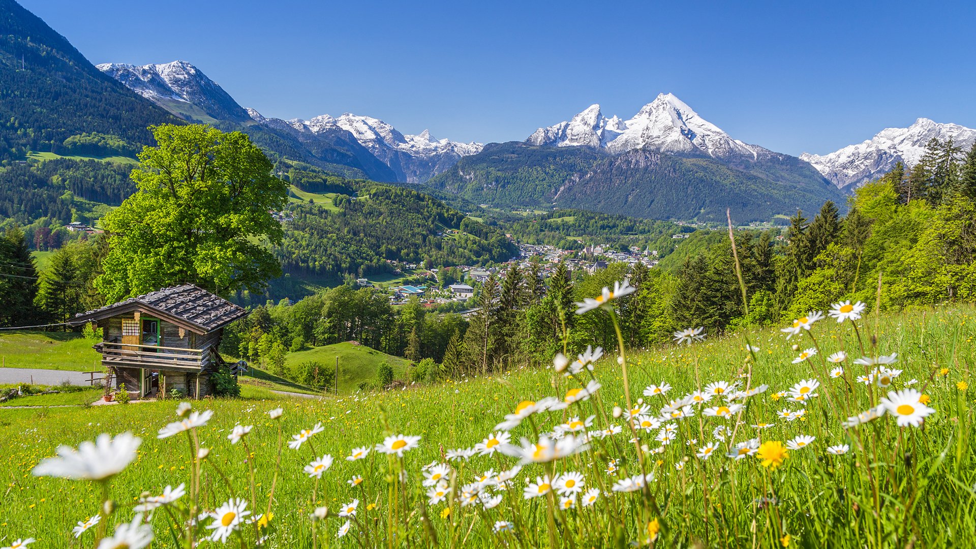 风景大片,春意盎然
