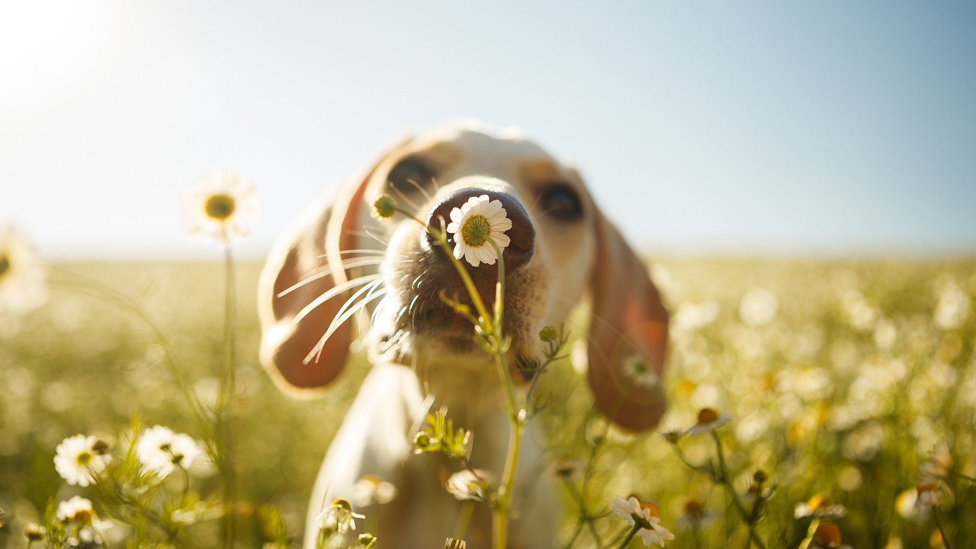 萌宠动物,汪星人