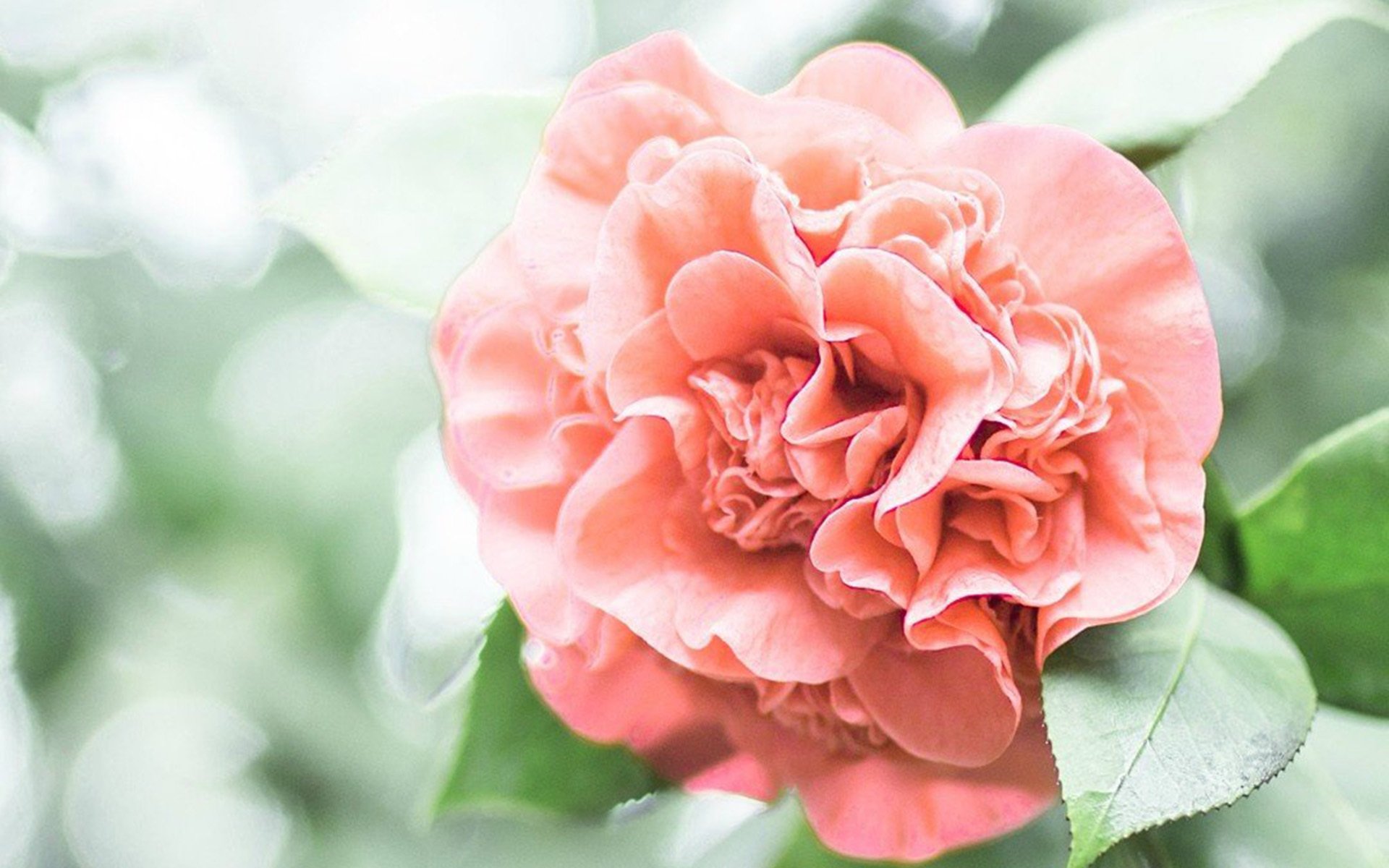 小清新,娇艳欲滴,花