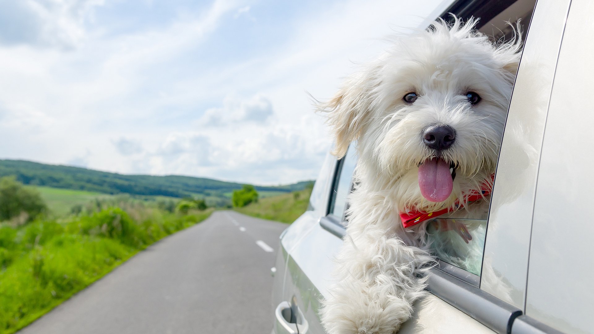 萌宠动物,汪星人