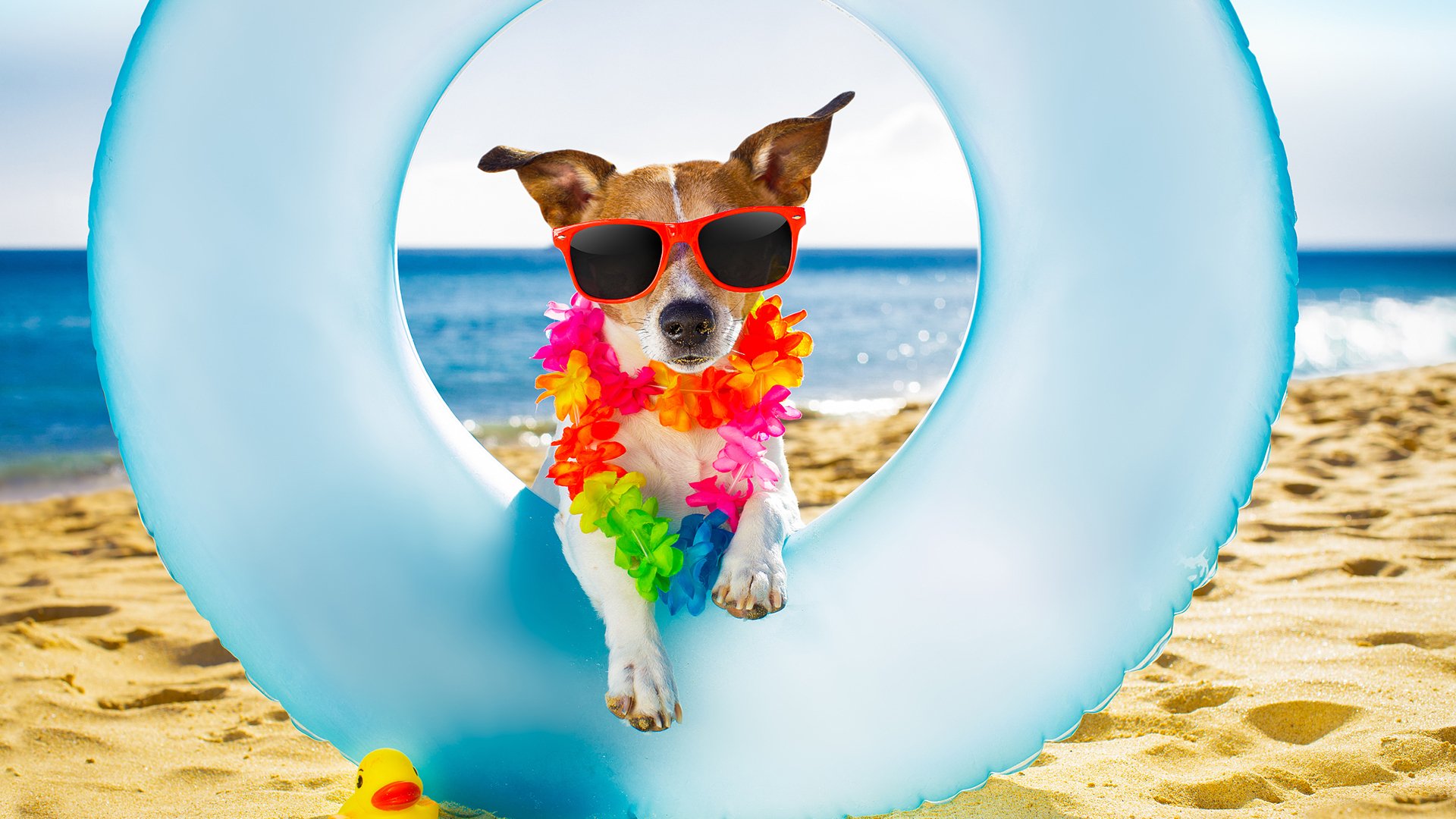 萌宠动物,汪星人