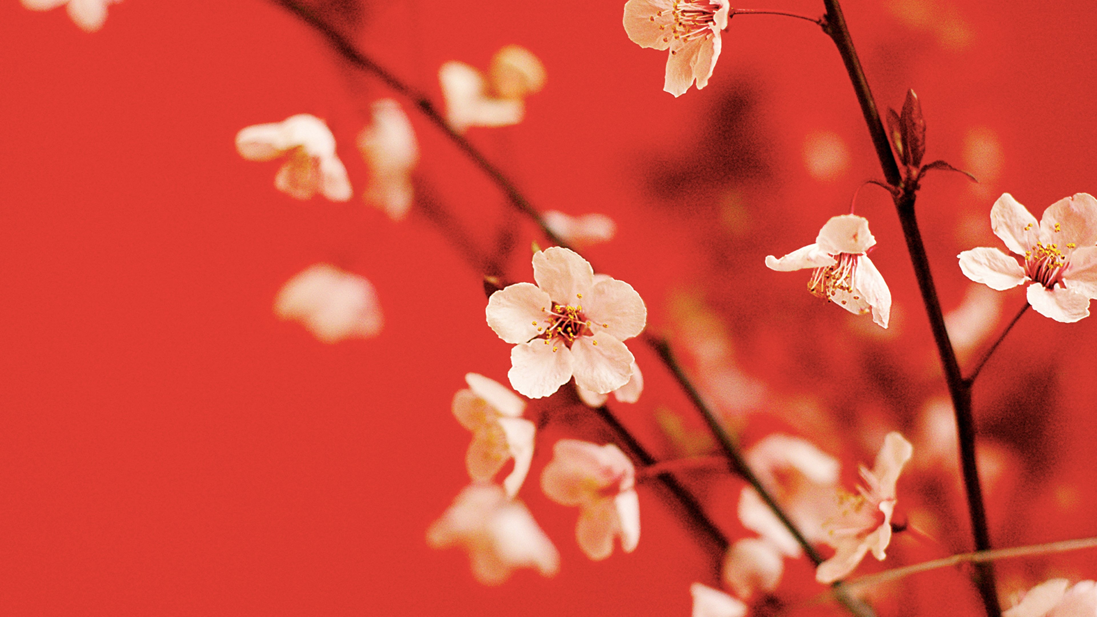 4k专区,红色,喜庆,梅花