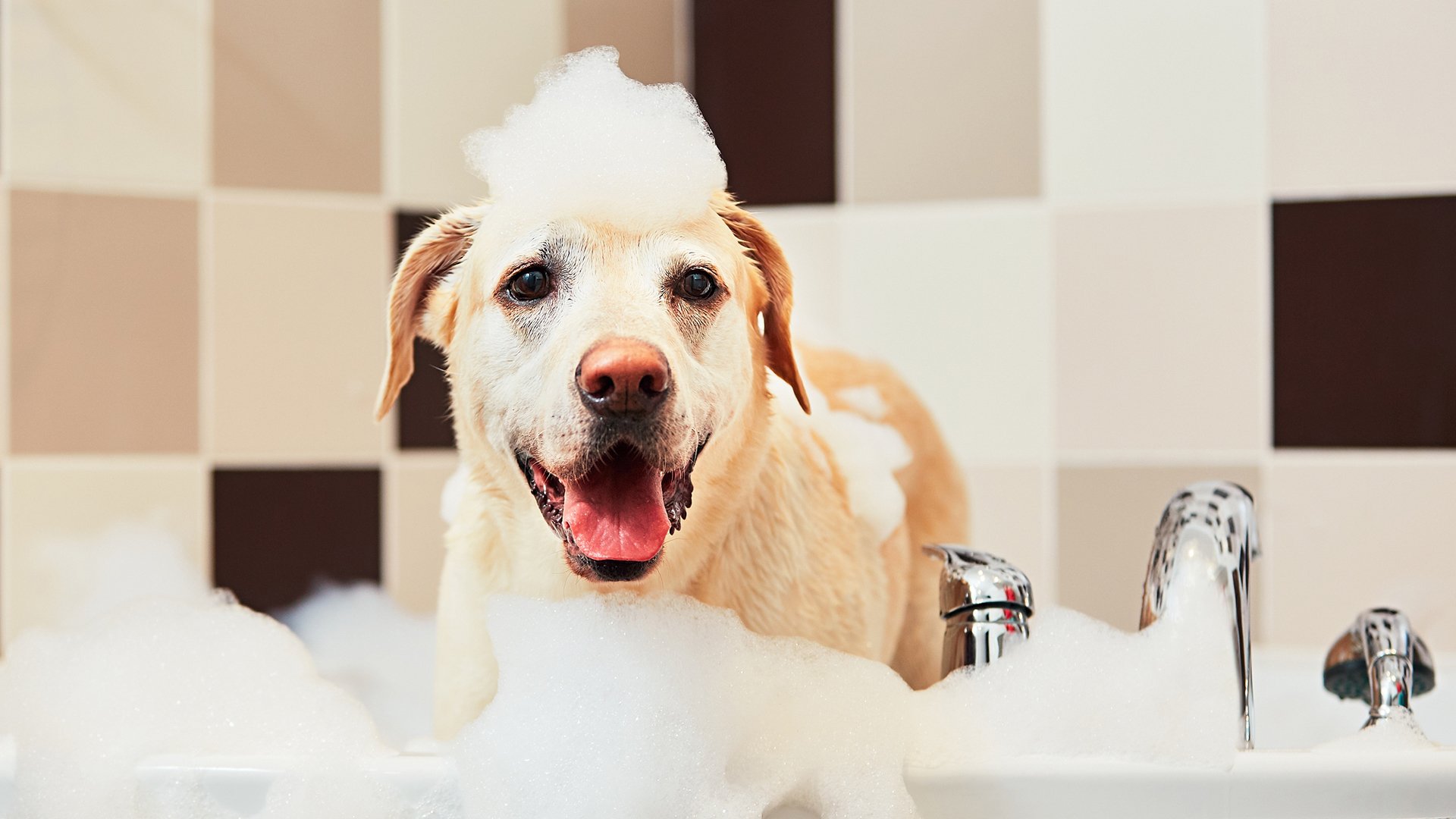 萌宠动物,汪星人