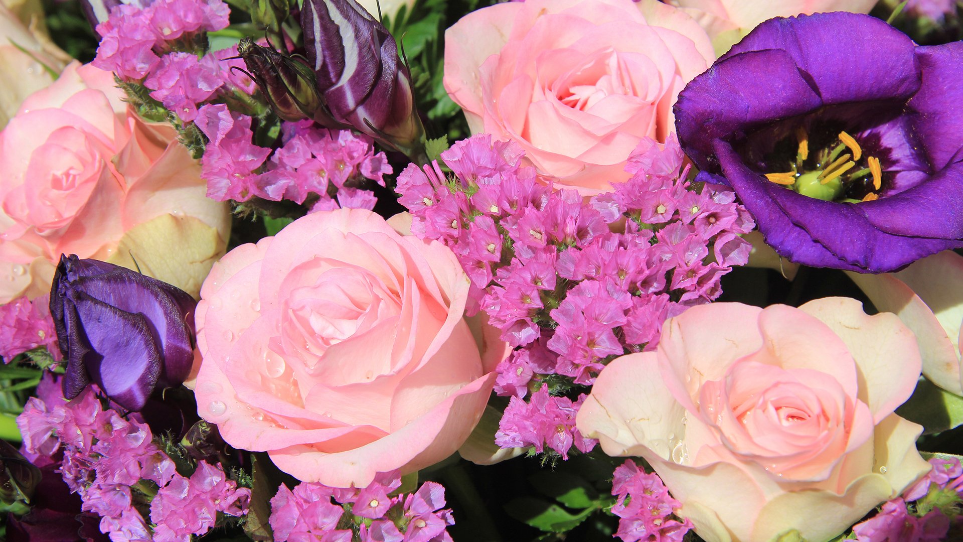 小清新,娇艳欲滴,花