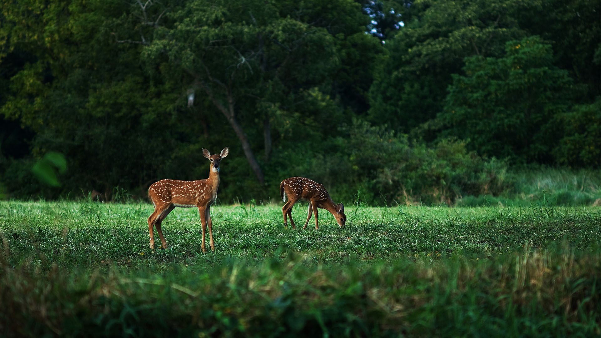 风景大片,自然风光,麋鹿
