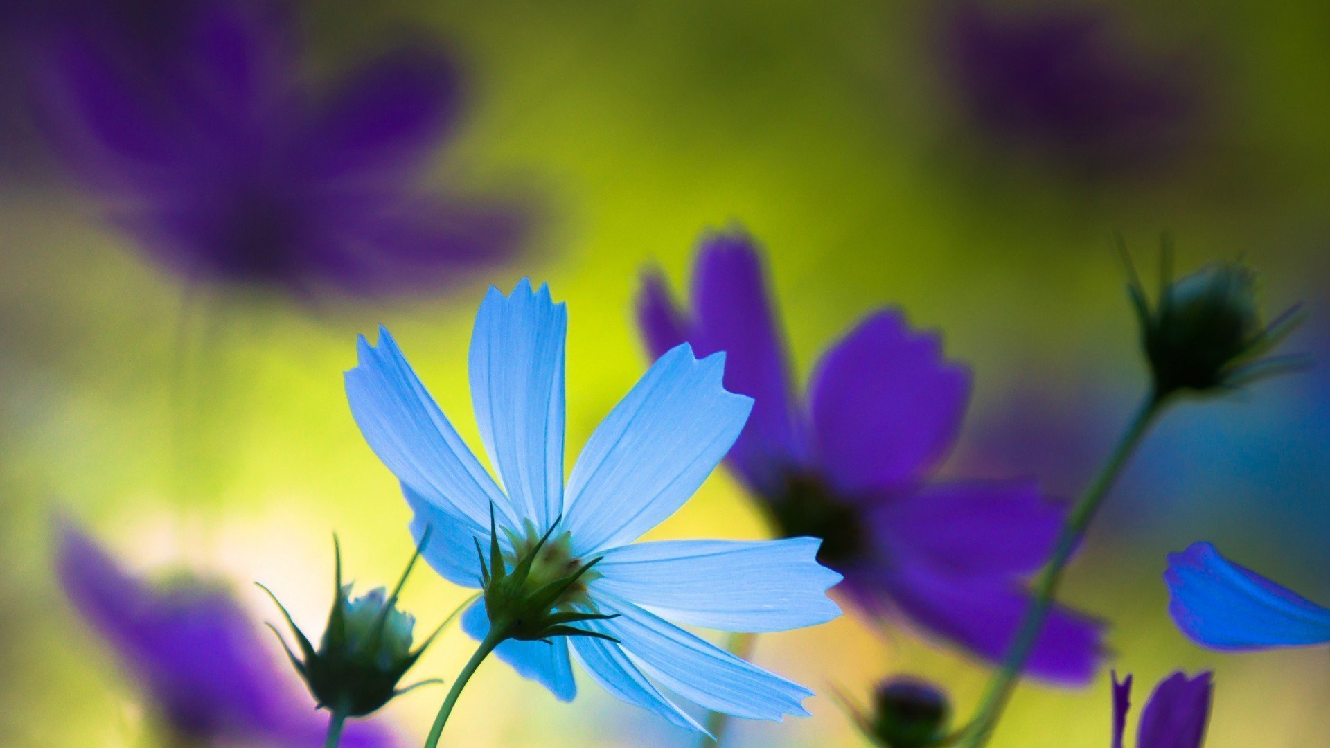 小清新,娇艳欲滴,花