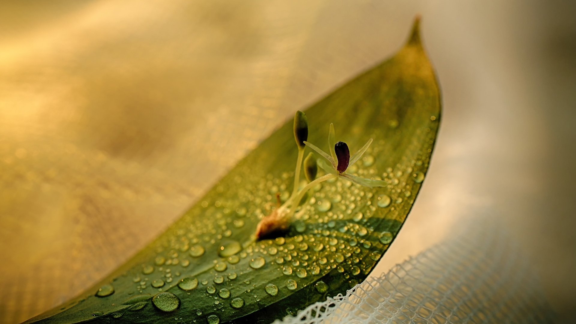 护眼壁纸,树叶,嫩芽,希望