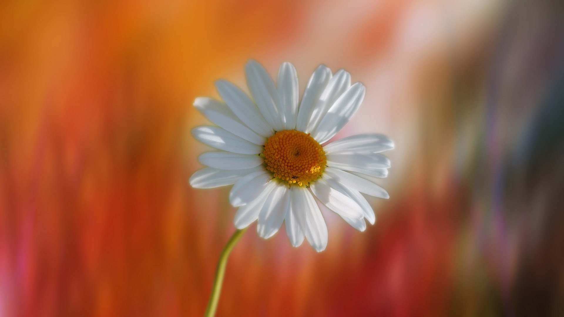 小清新,娇艳欲滴,花