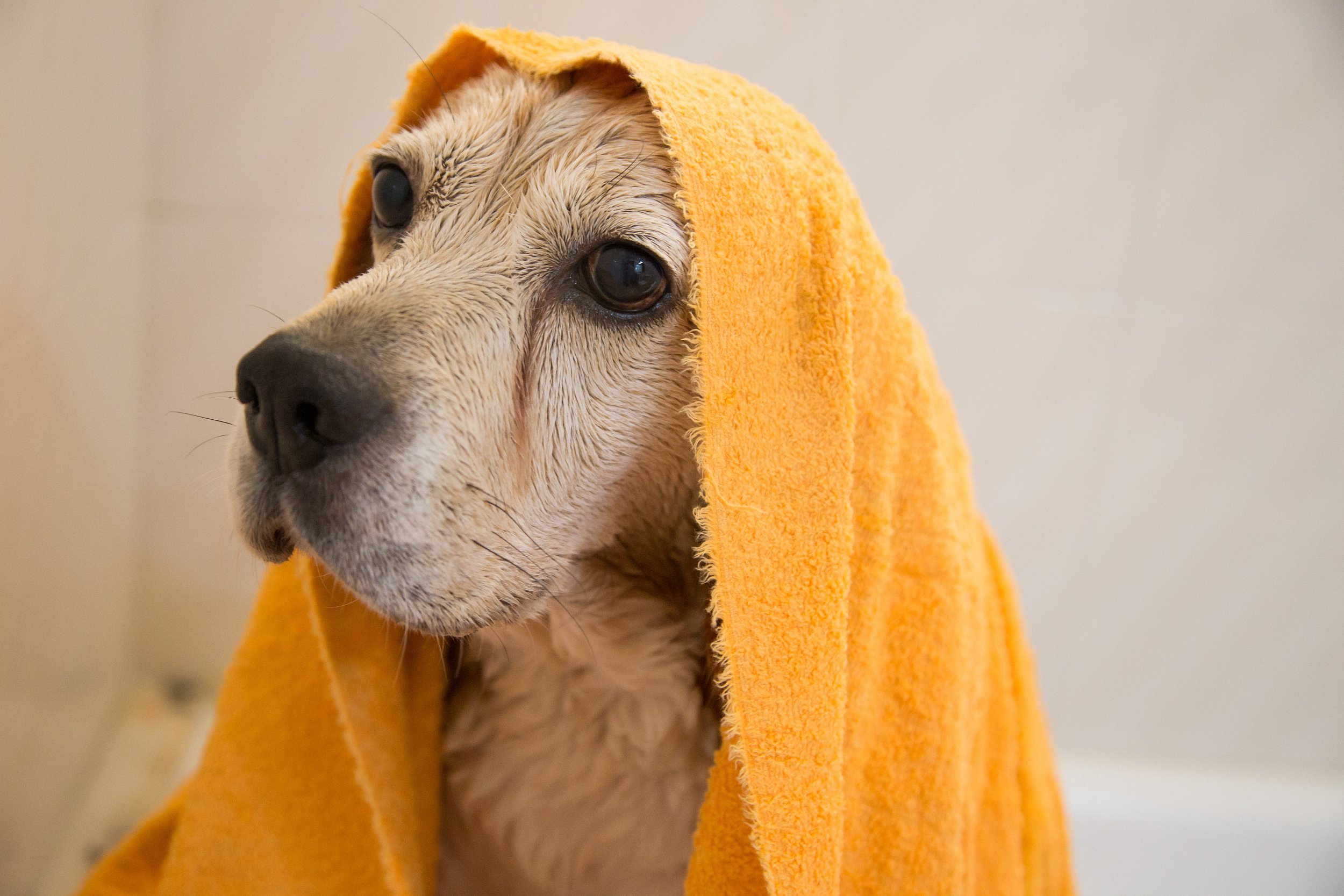 萌宠动物,汪星人