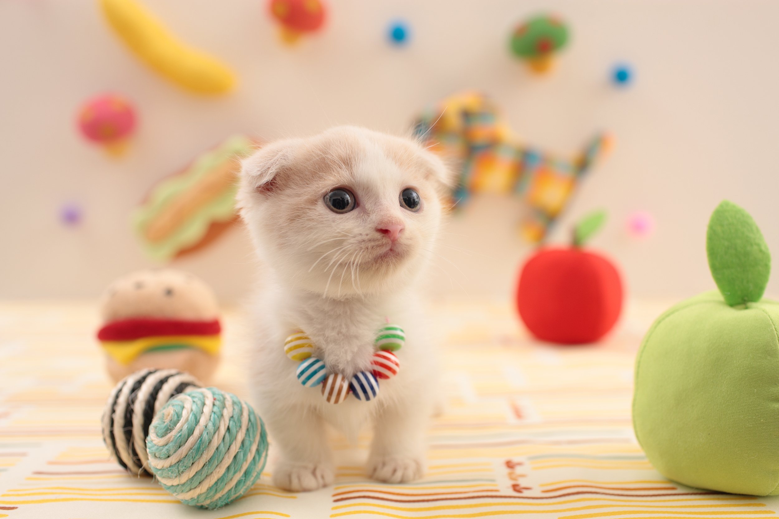 萌宠动物,喵星人