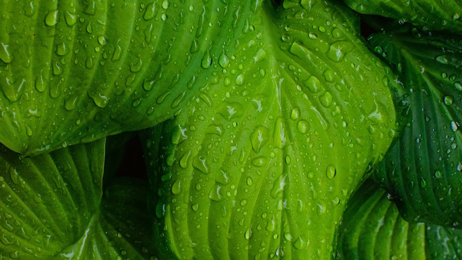 小清新,护眼壁纸,绿叶