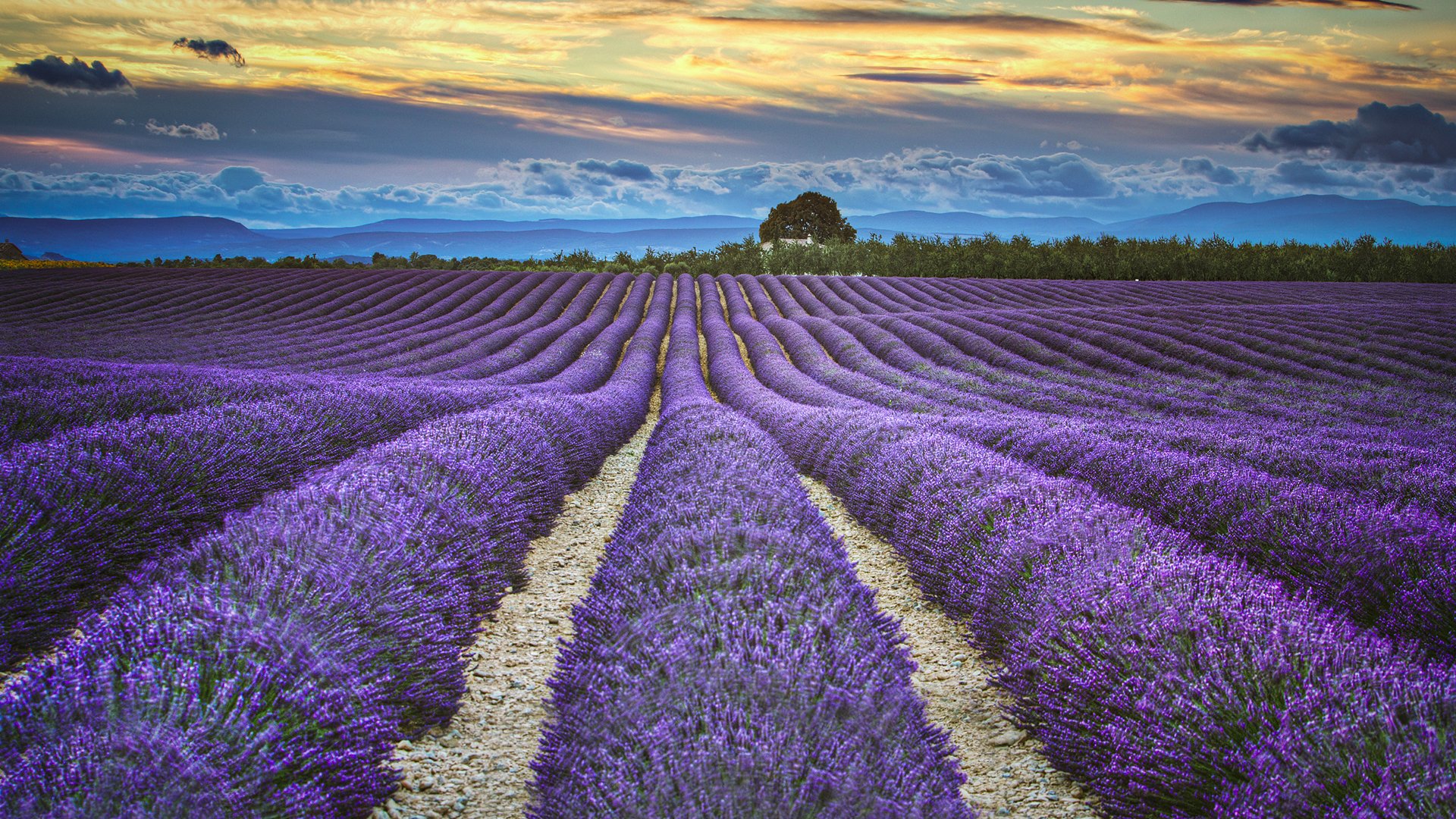 风景大片,薰衣草