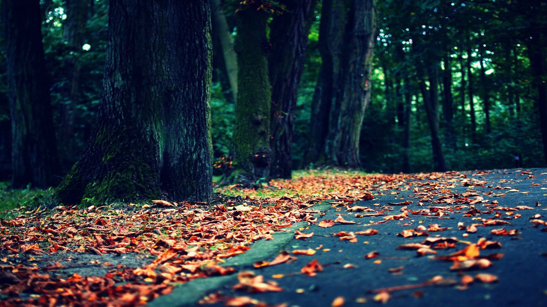 风景大片,落叶,高清
