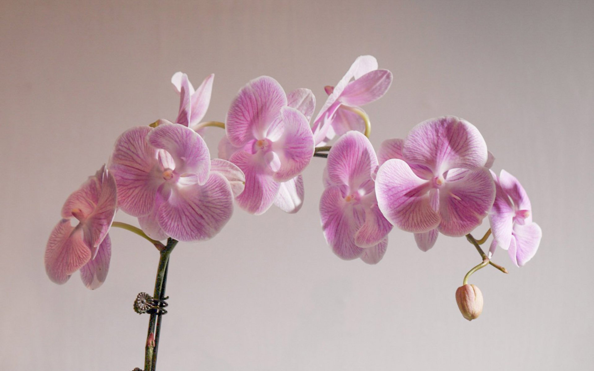 小清新,娇艳欲滴,蝴蝶兰