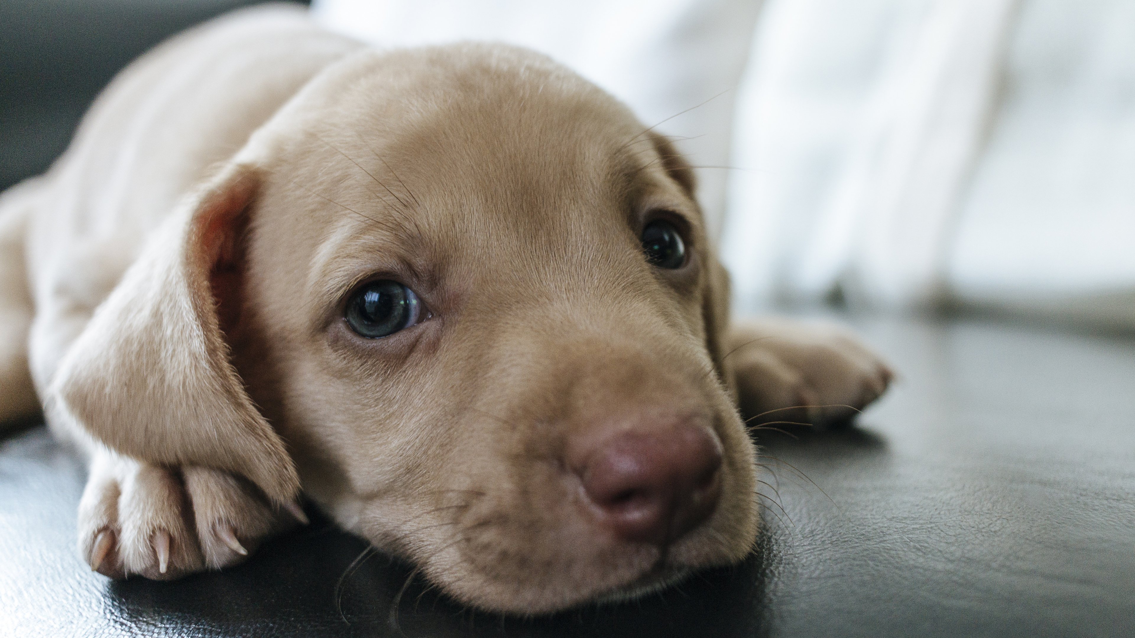 汪星人,小狗,懒狗
