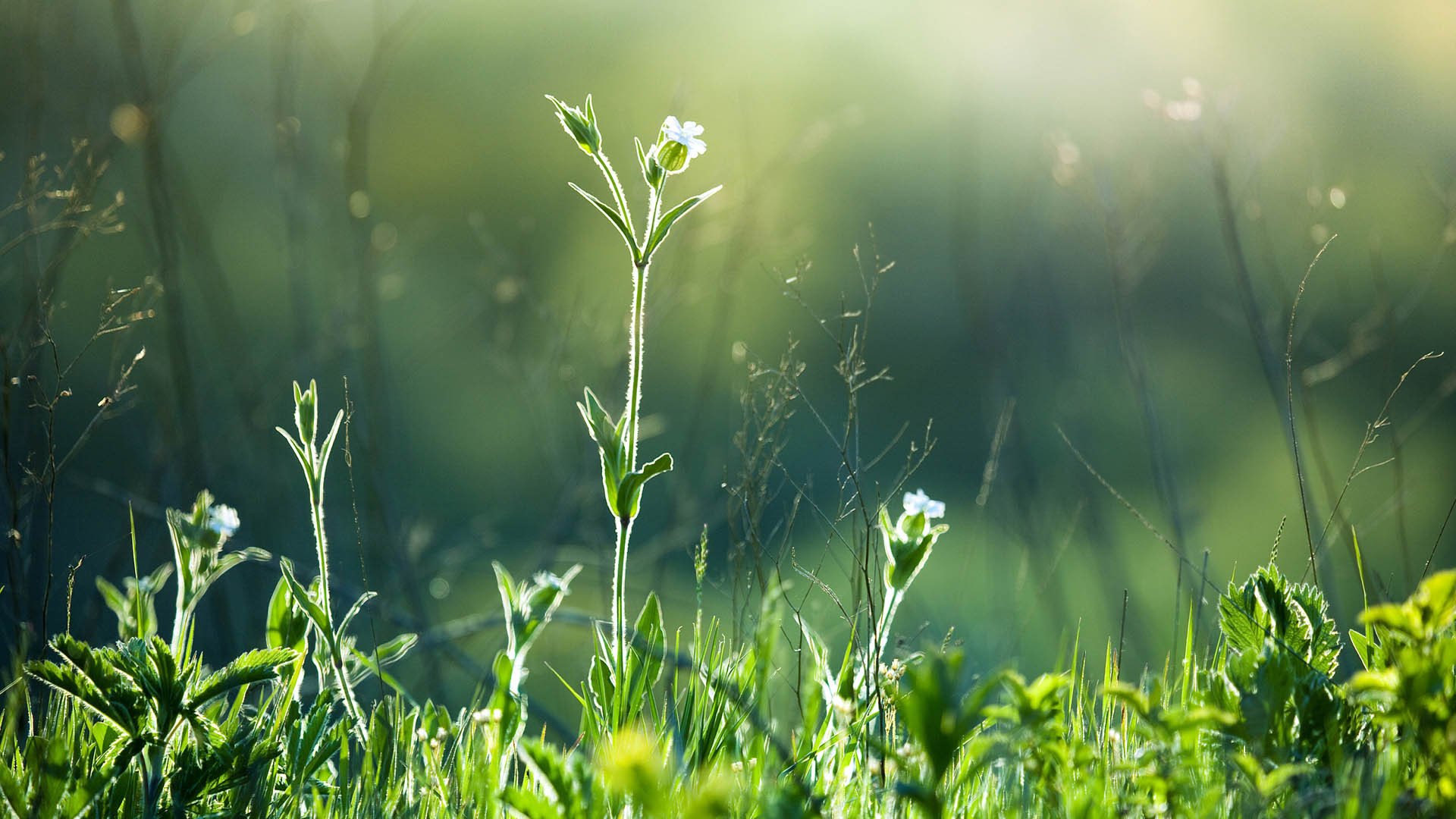 风景大片,春意盎然