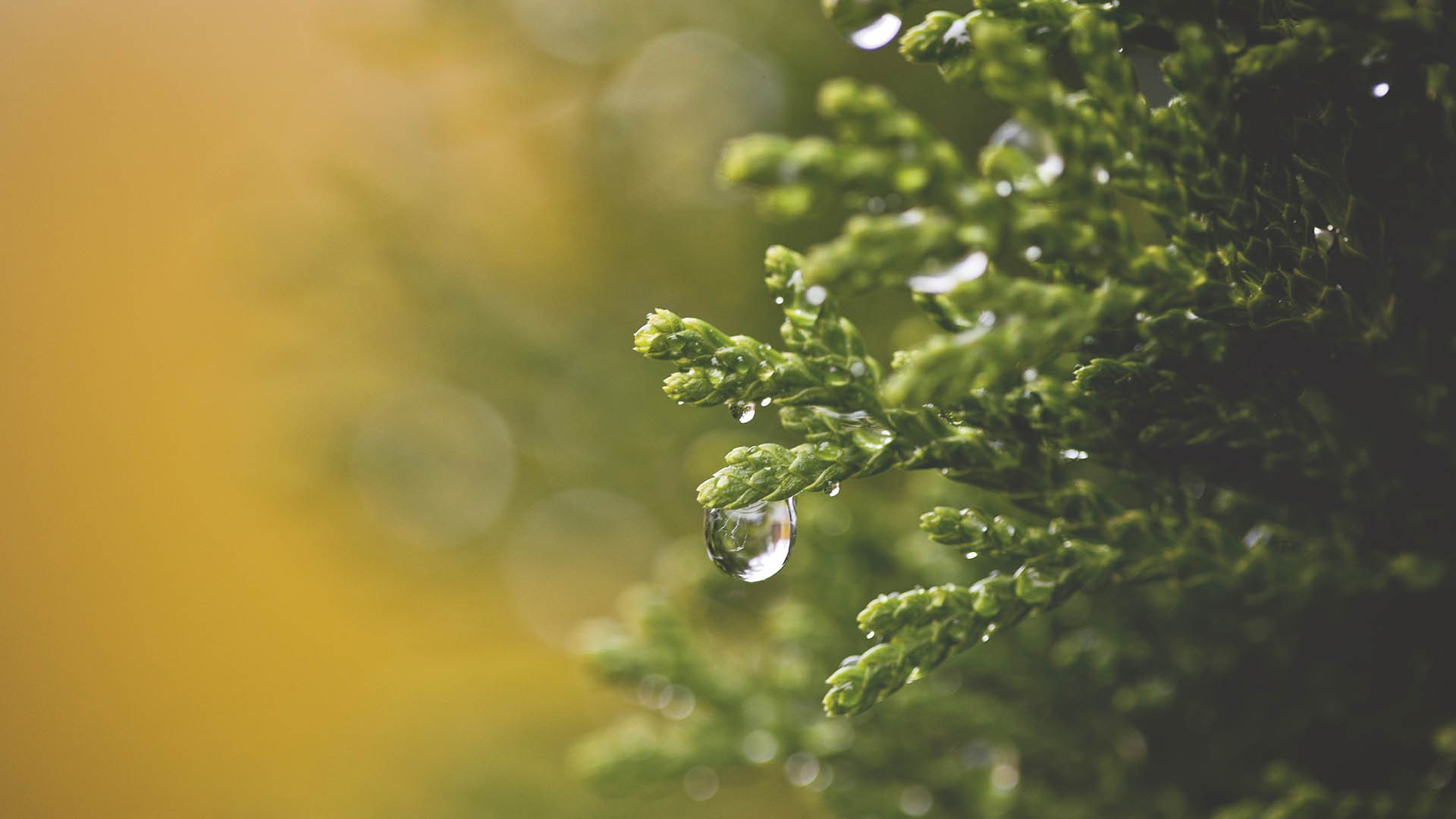 风景大片,春意盎然