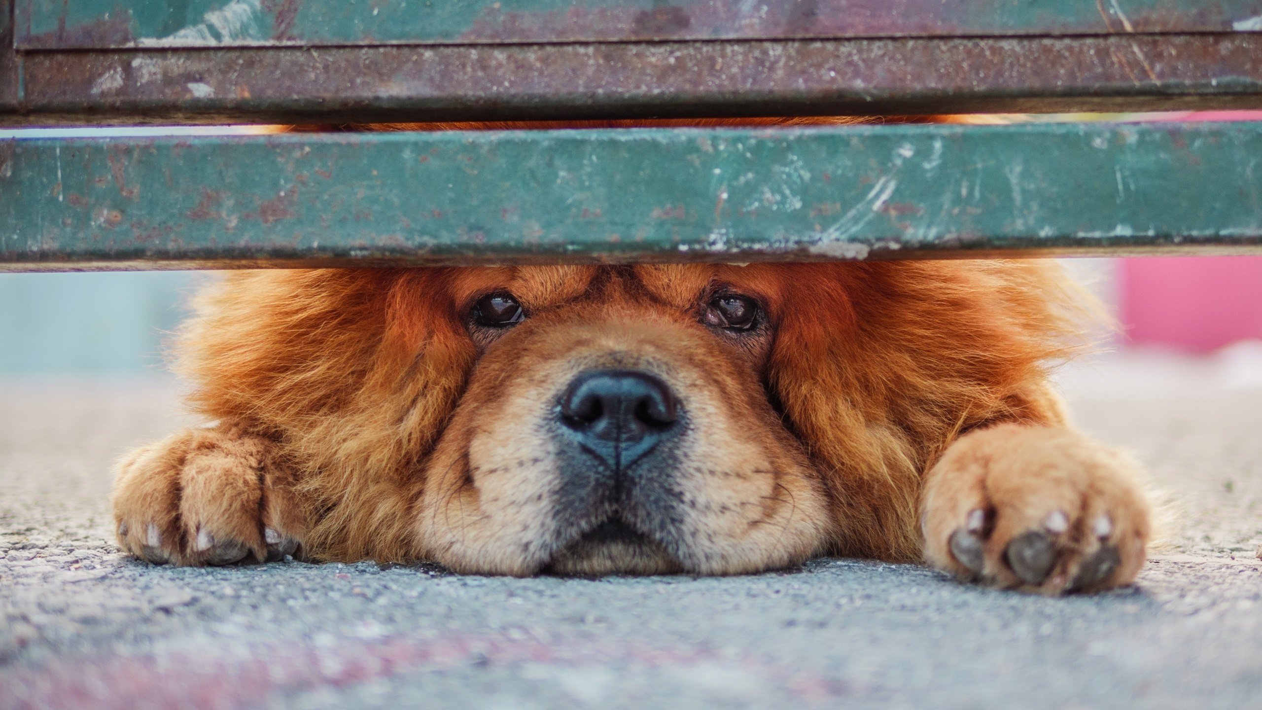 汪星人,松狮,可爱