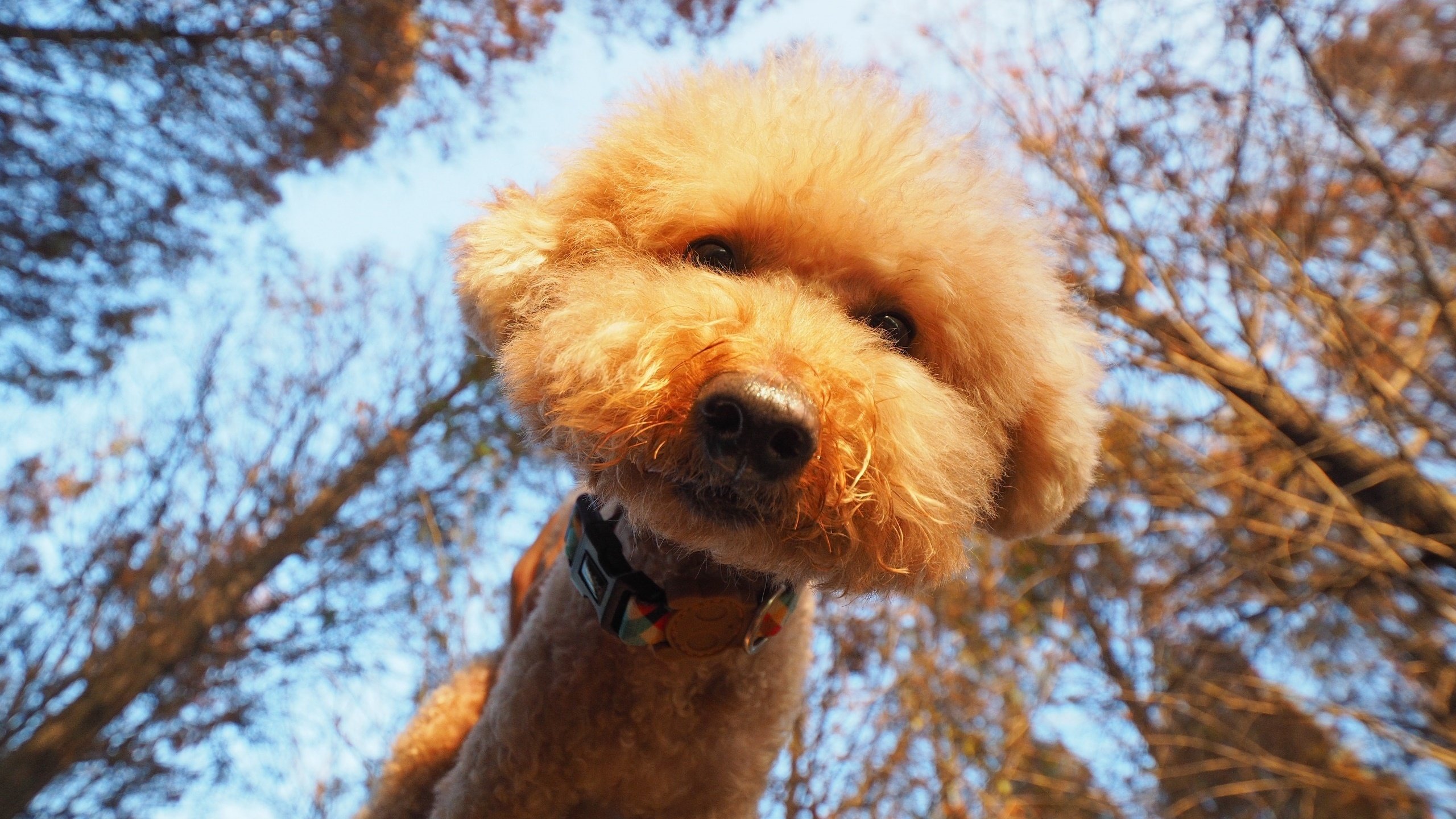 汪星人,泰迪,萌狗