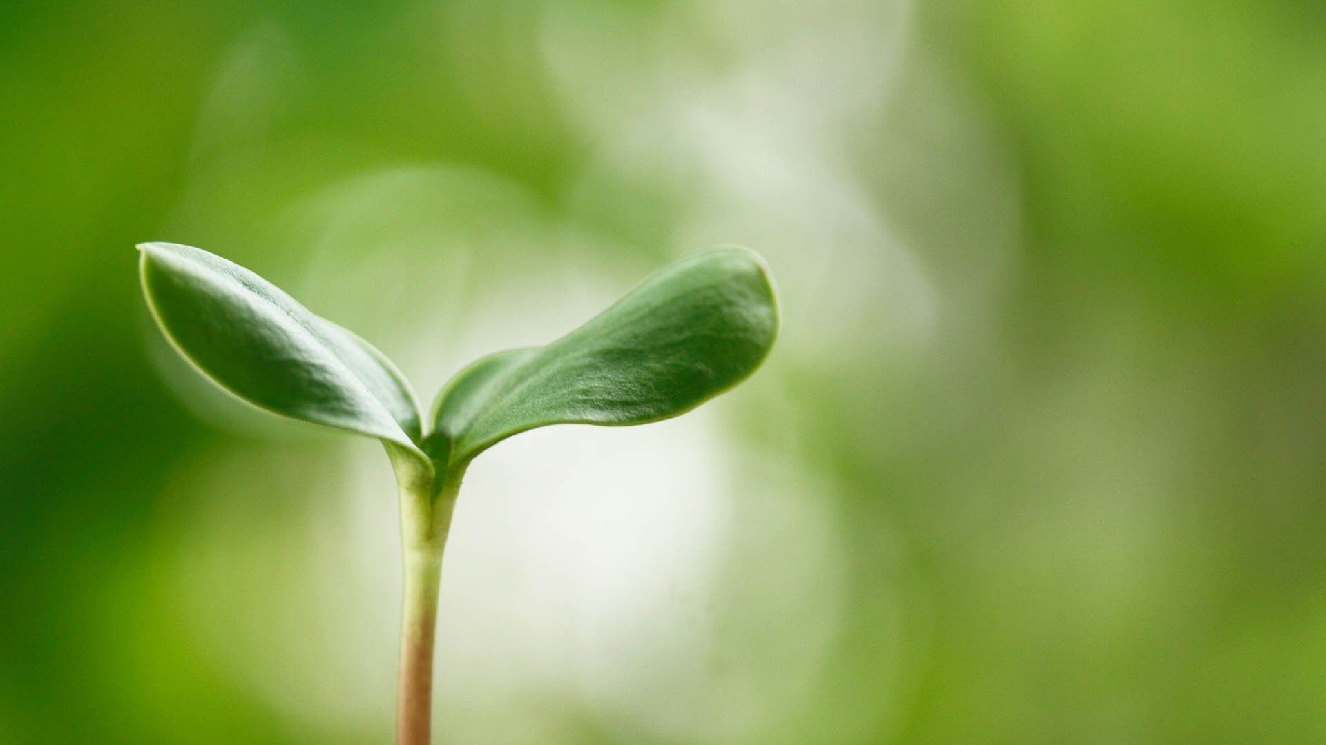 小清新,护眼壁纸,绿叶