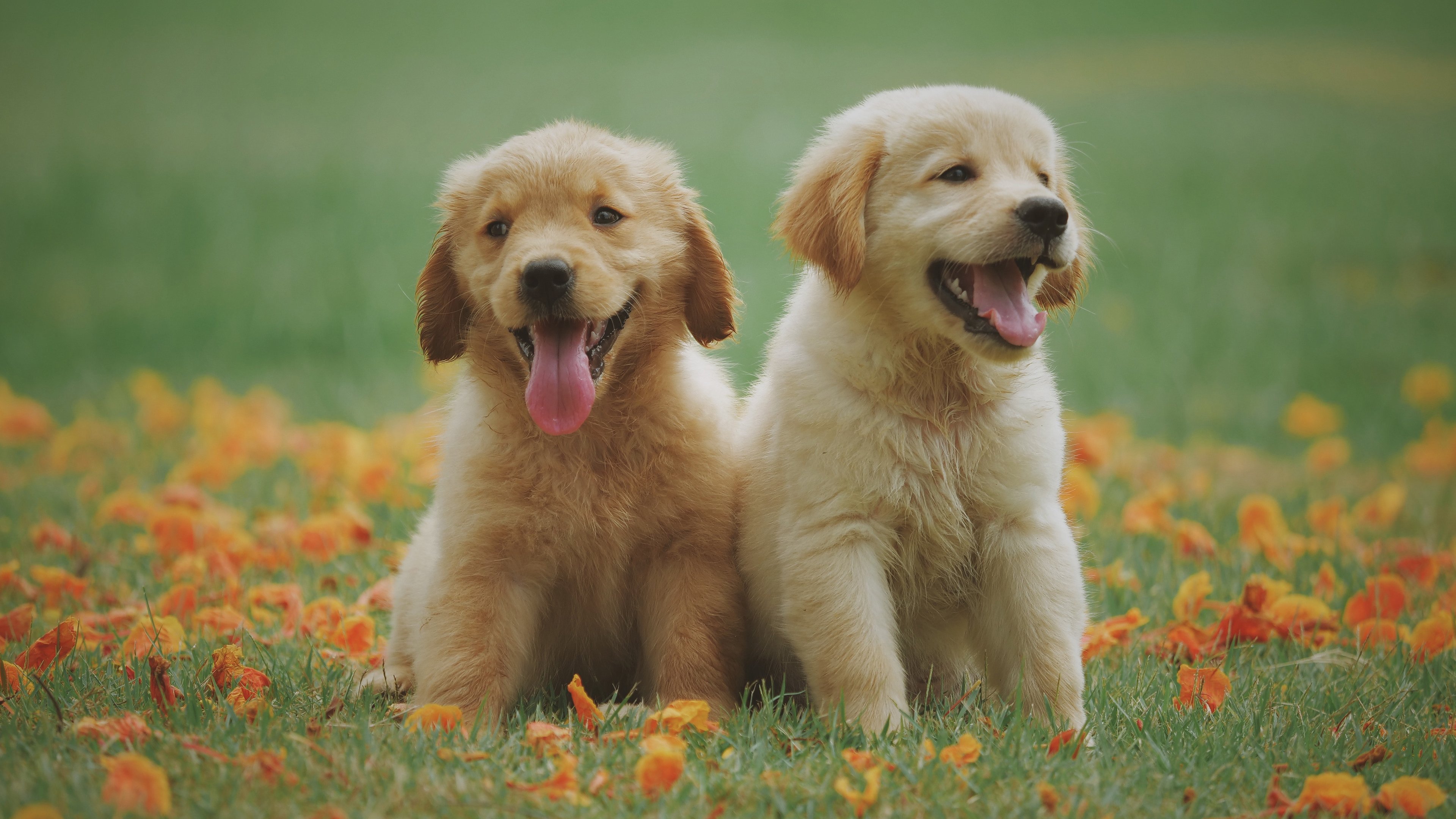 汪星人,小狗,春天