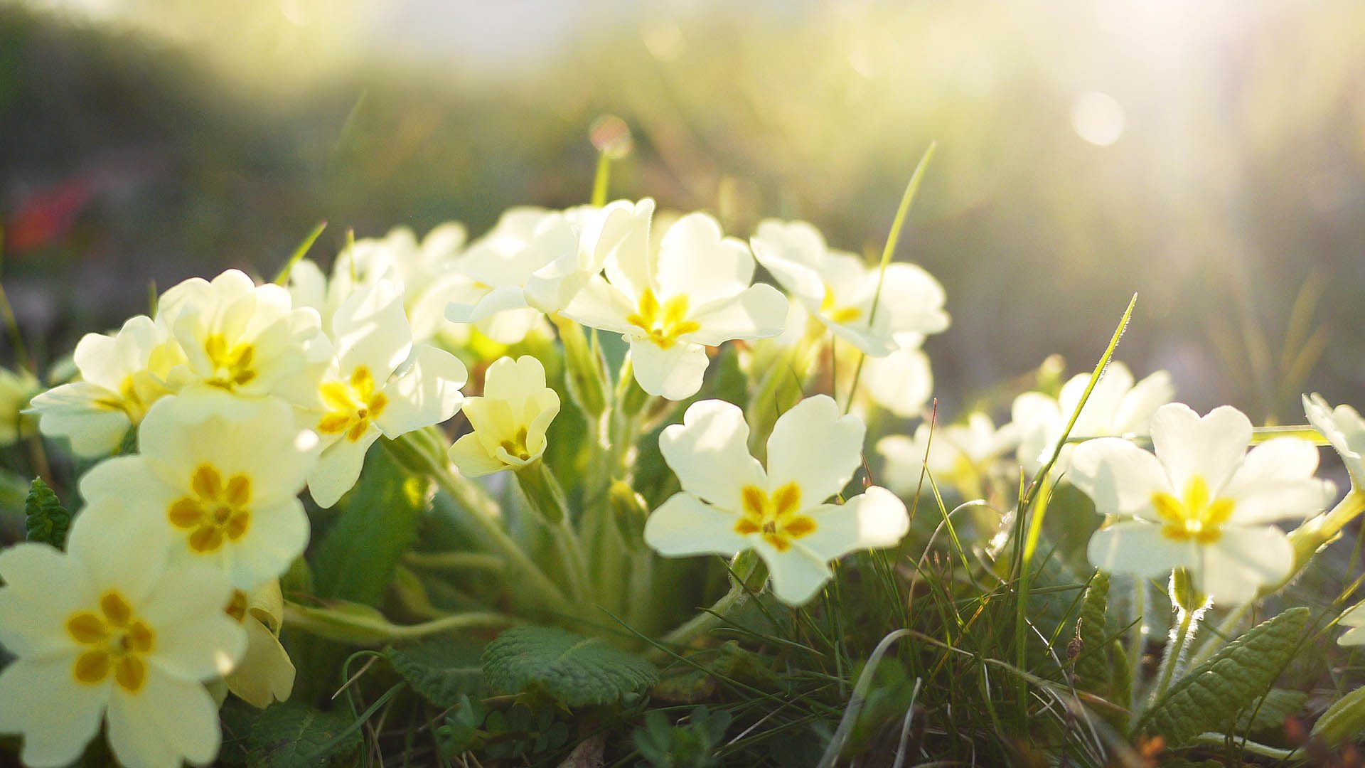 风景大片,春意盎然