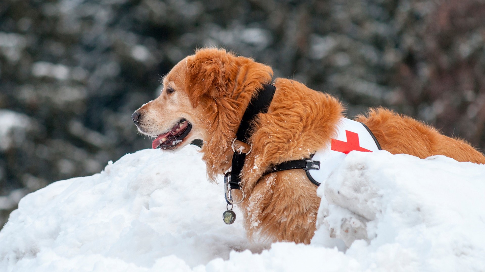 汪星人,雪地,黄黄