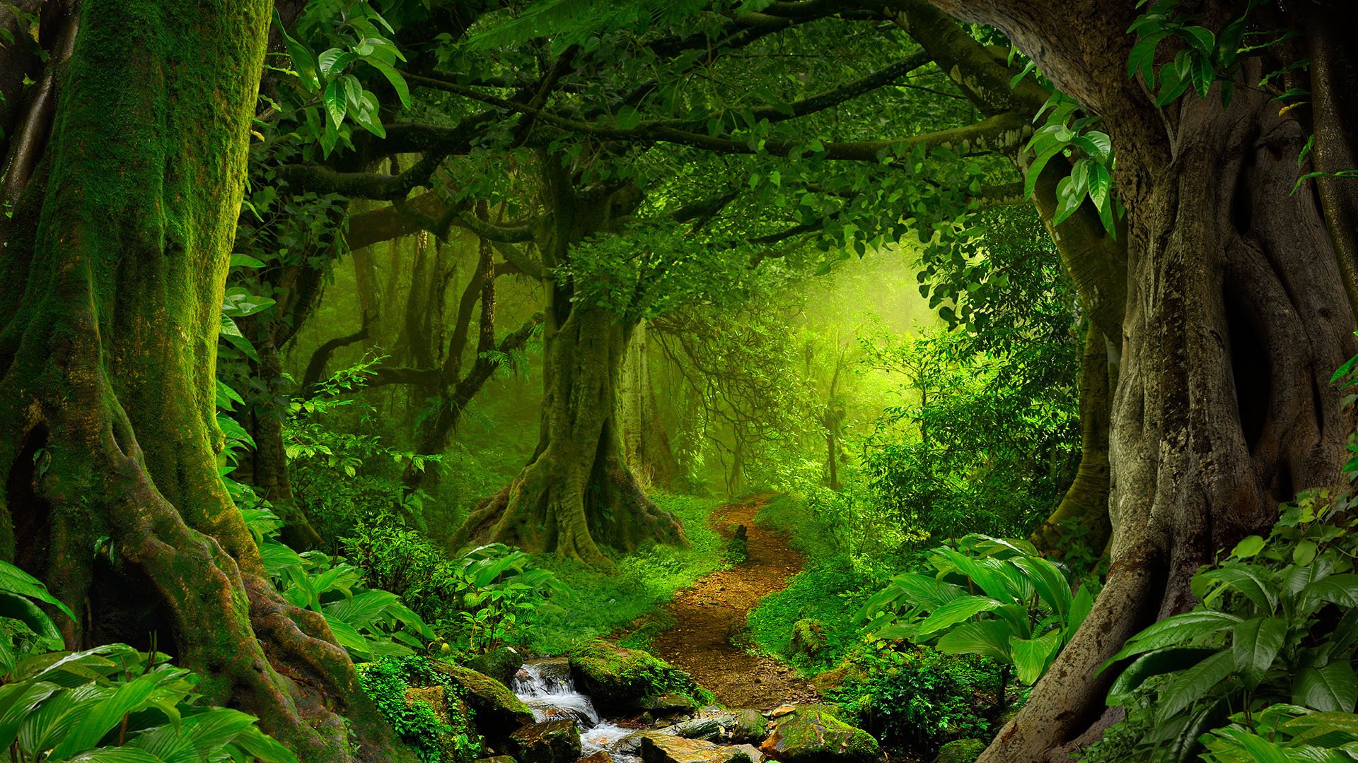 风景大片,春意盎然,森林,绿色