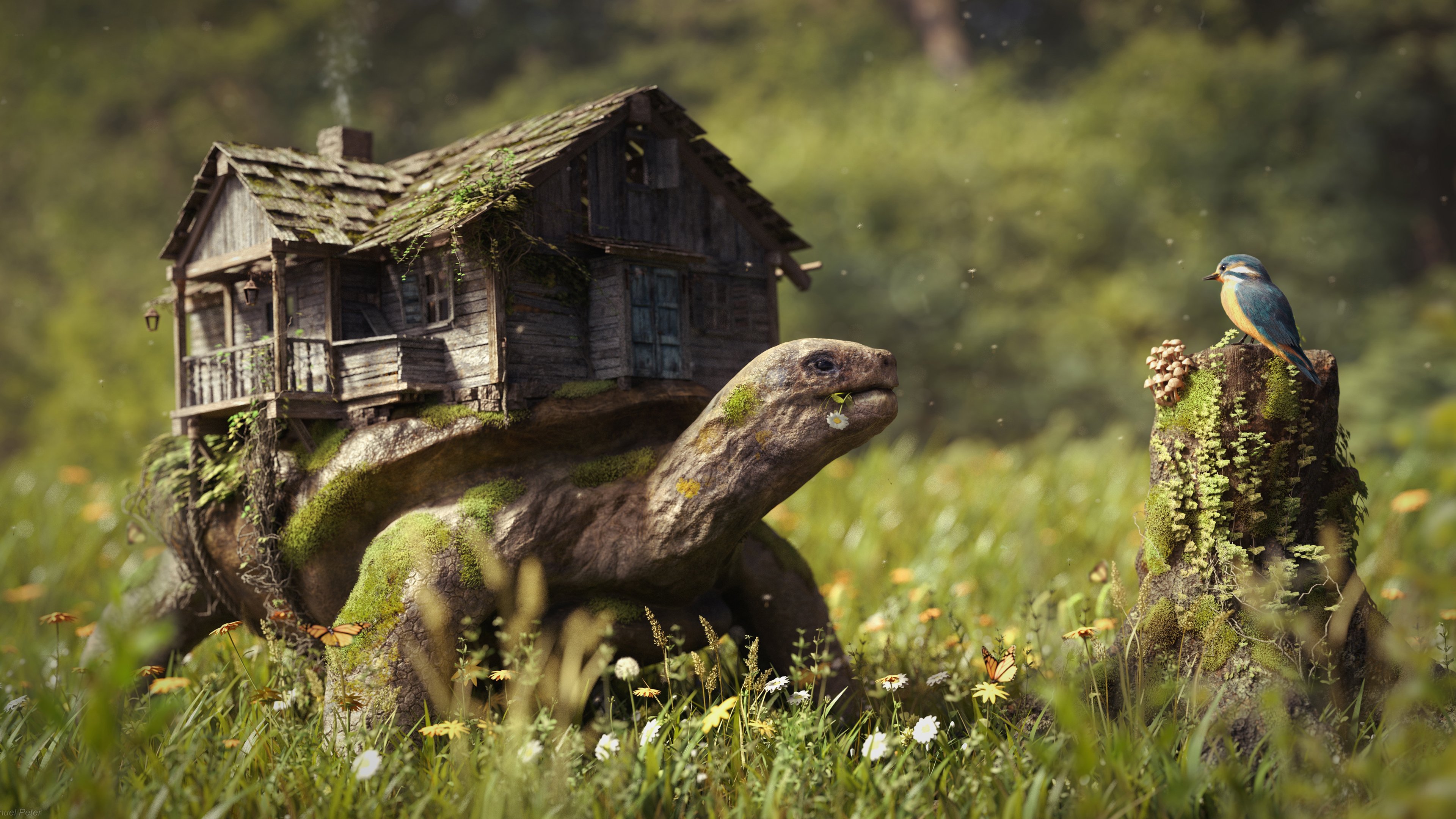 野生动物,流浪,乌龟,小鸟