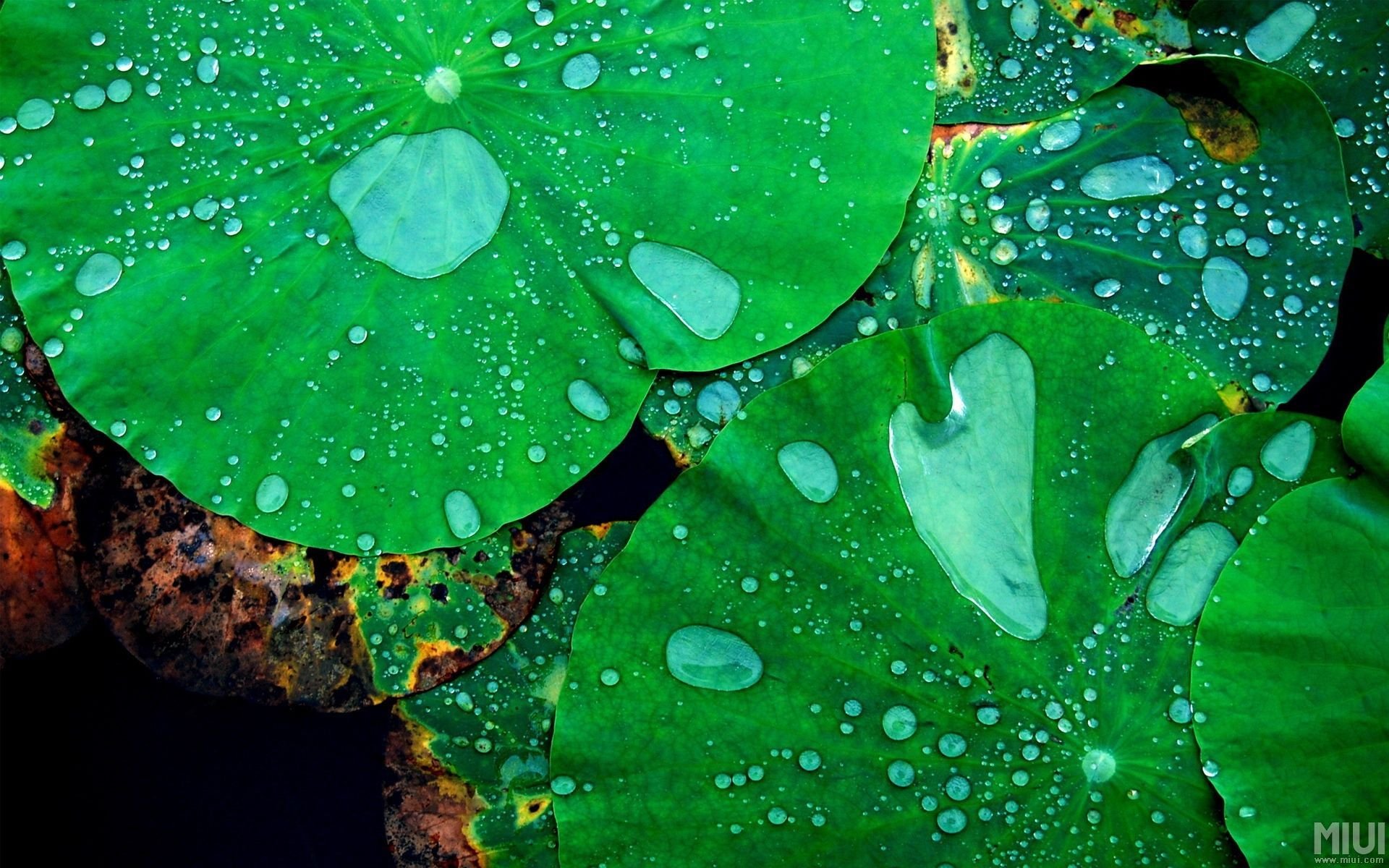 护眼壁纸,荷叶,露水