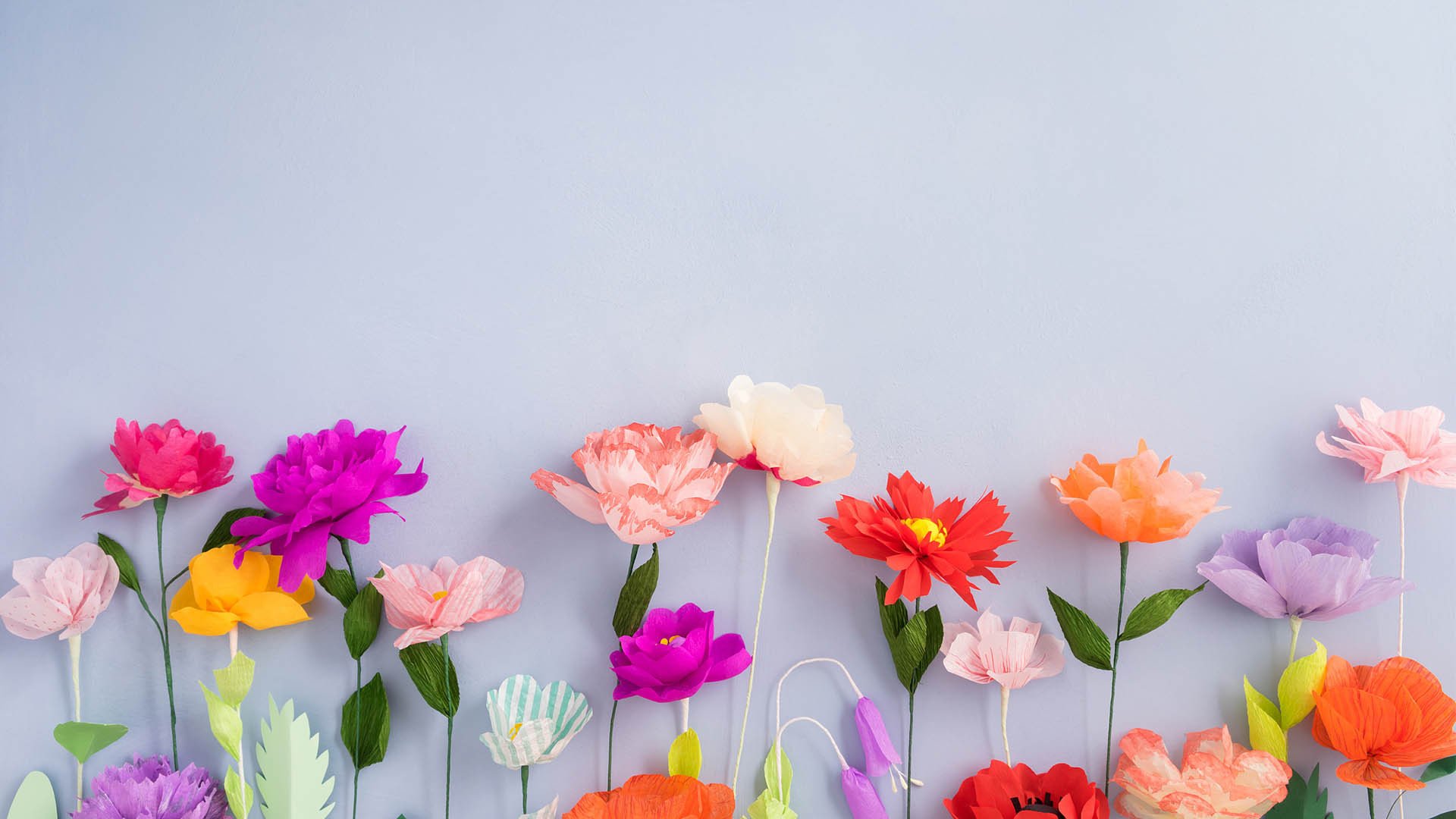 小清新,娇艳欲滴,花