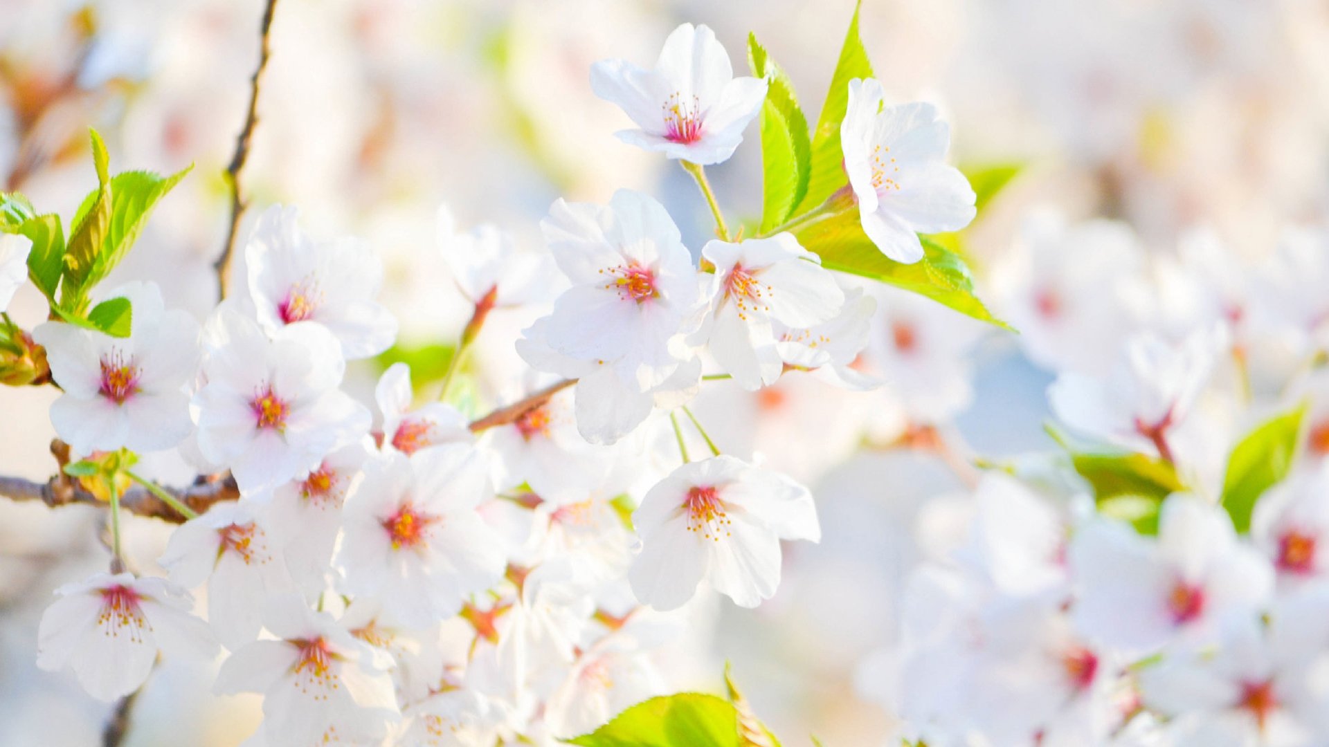 鸟语花香,春天,小碎花
