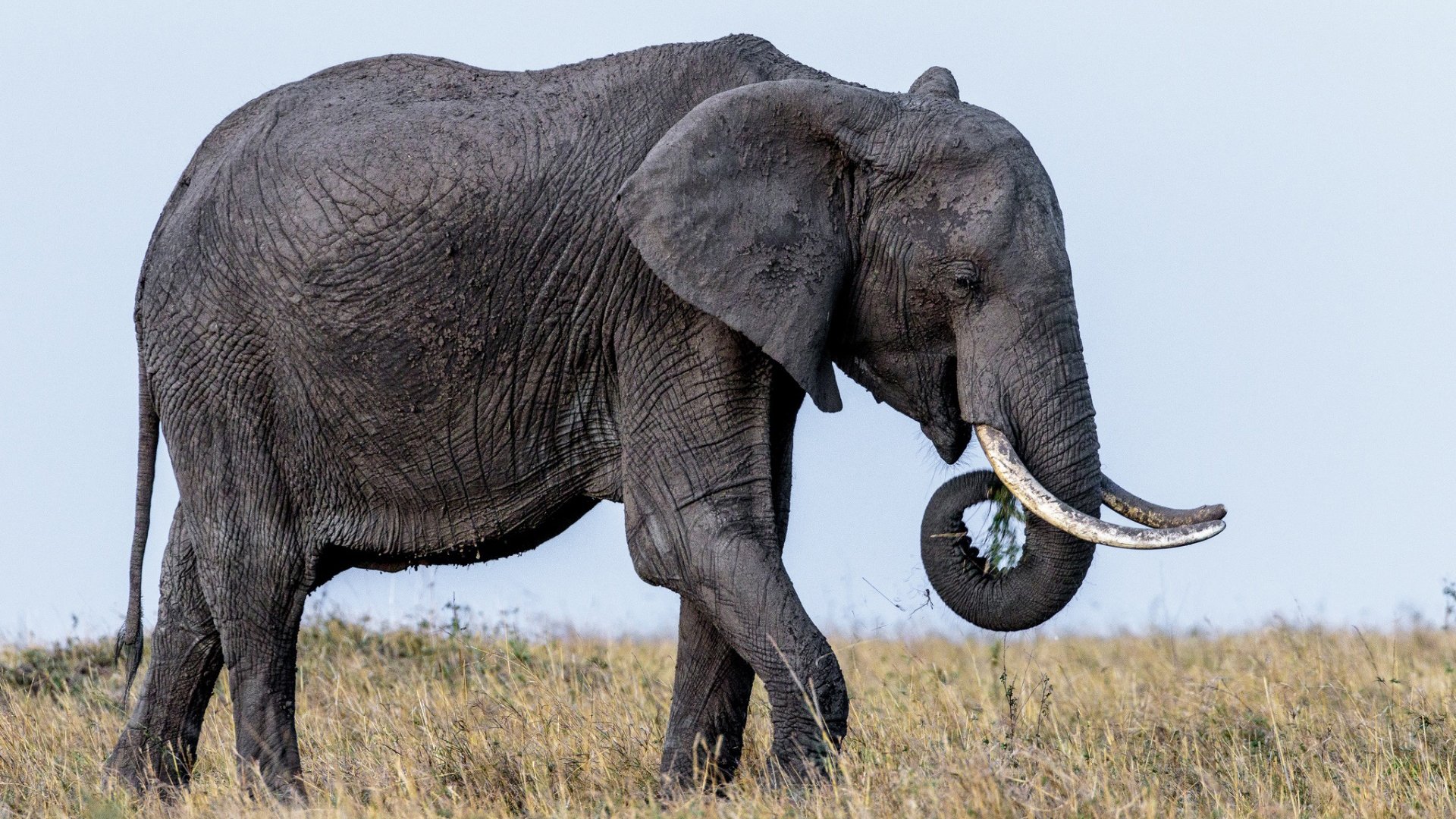 野生动物,大象,非洲象,亚洲象