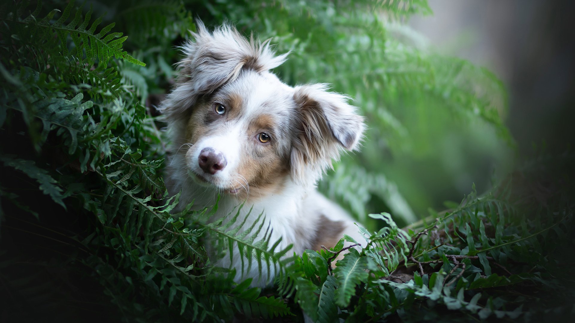 汪星人,白色,狗狗