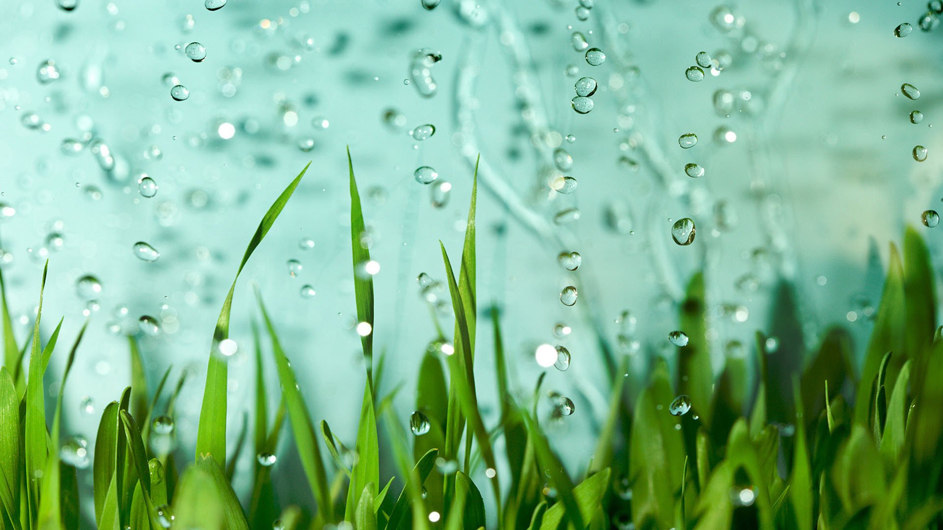 小清新,护眼壁纸,绿叶